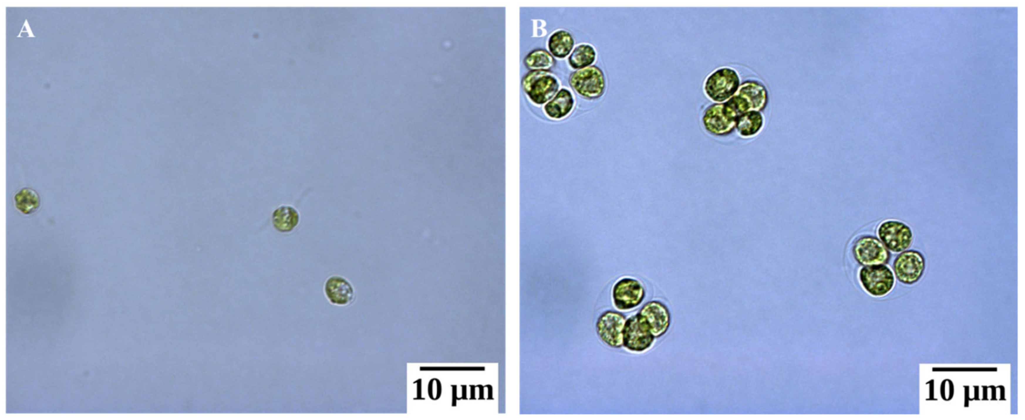 Cells 08 01657 g002 Cells 08 01657 g002