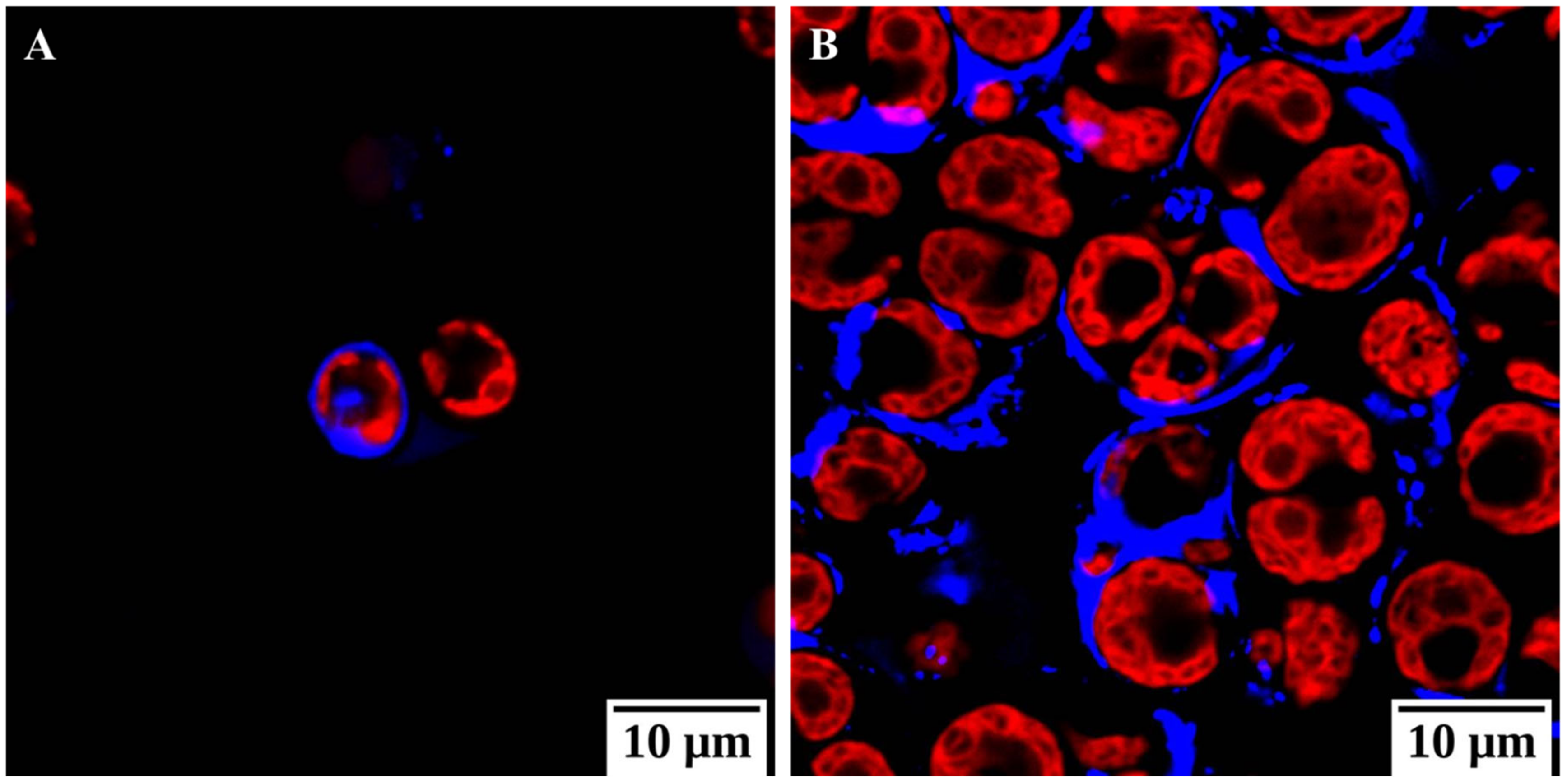 Cells 08 01657 g004 Cells 08 01657 g004