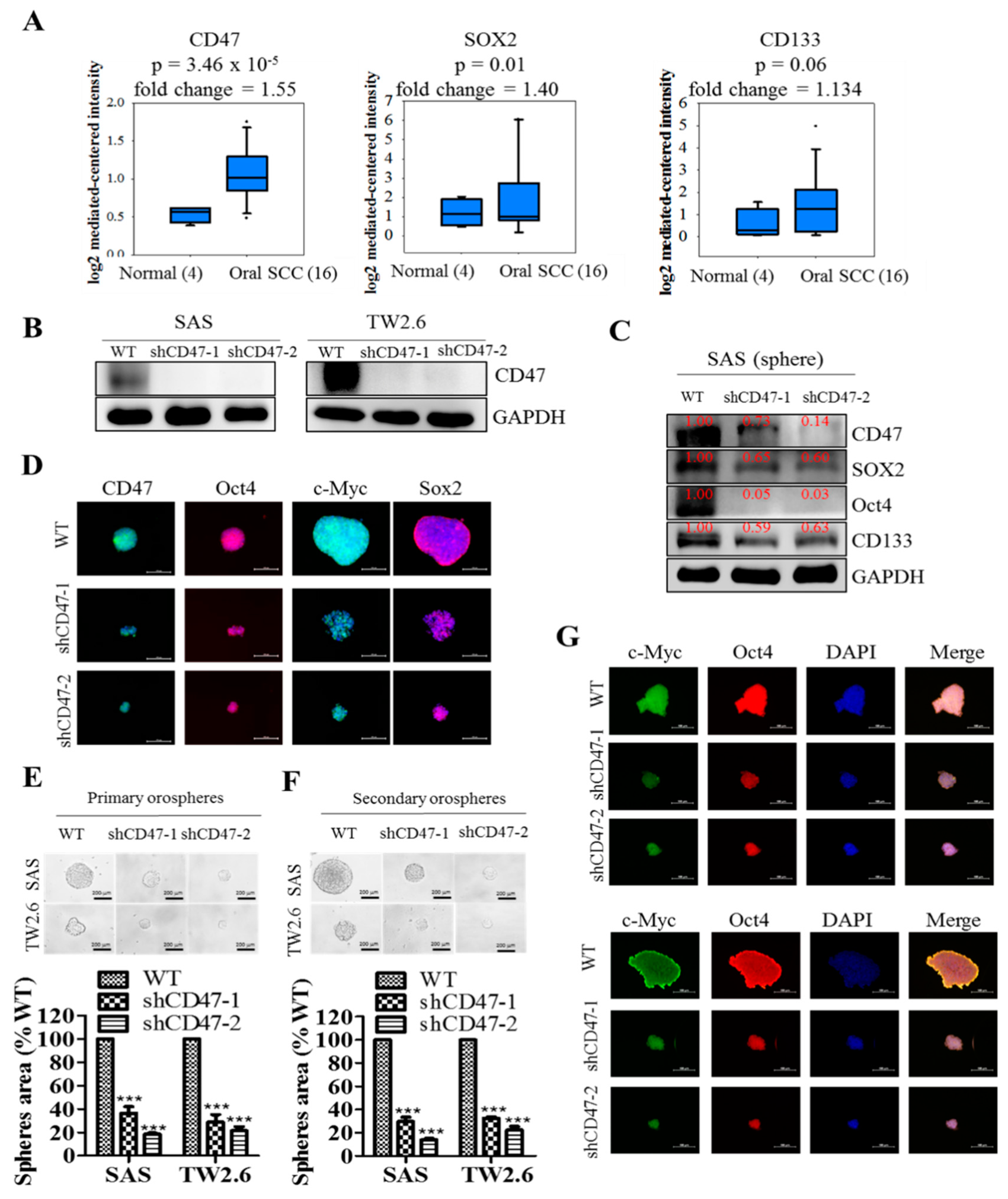 Cells 08 01658 g003 Cells 08 01658 g003