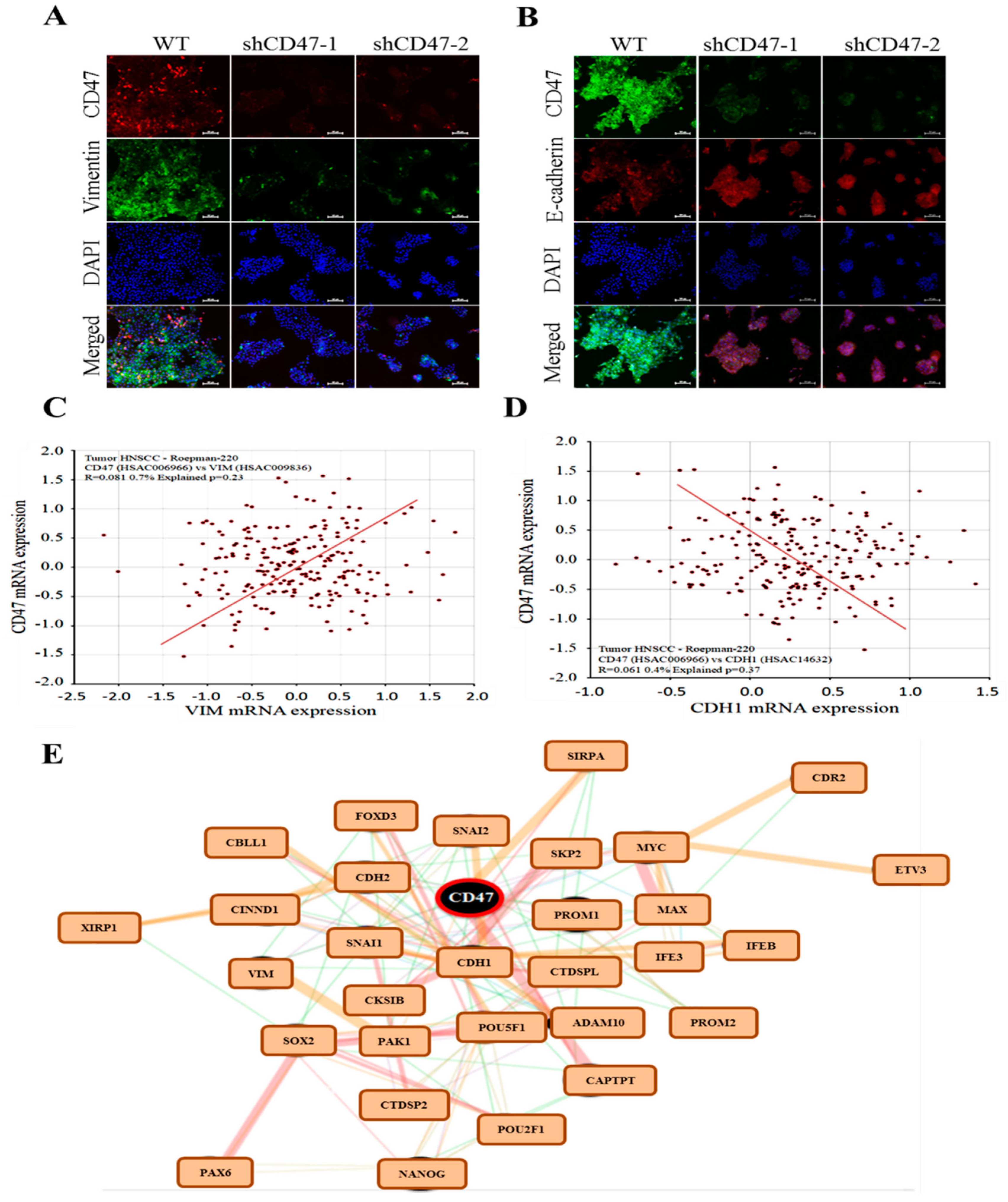 Cells 08 01658 g005 Cells 08 01658 g005