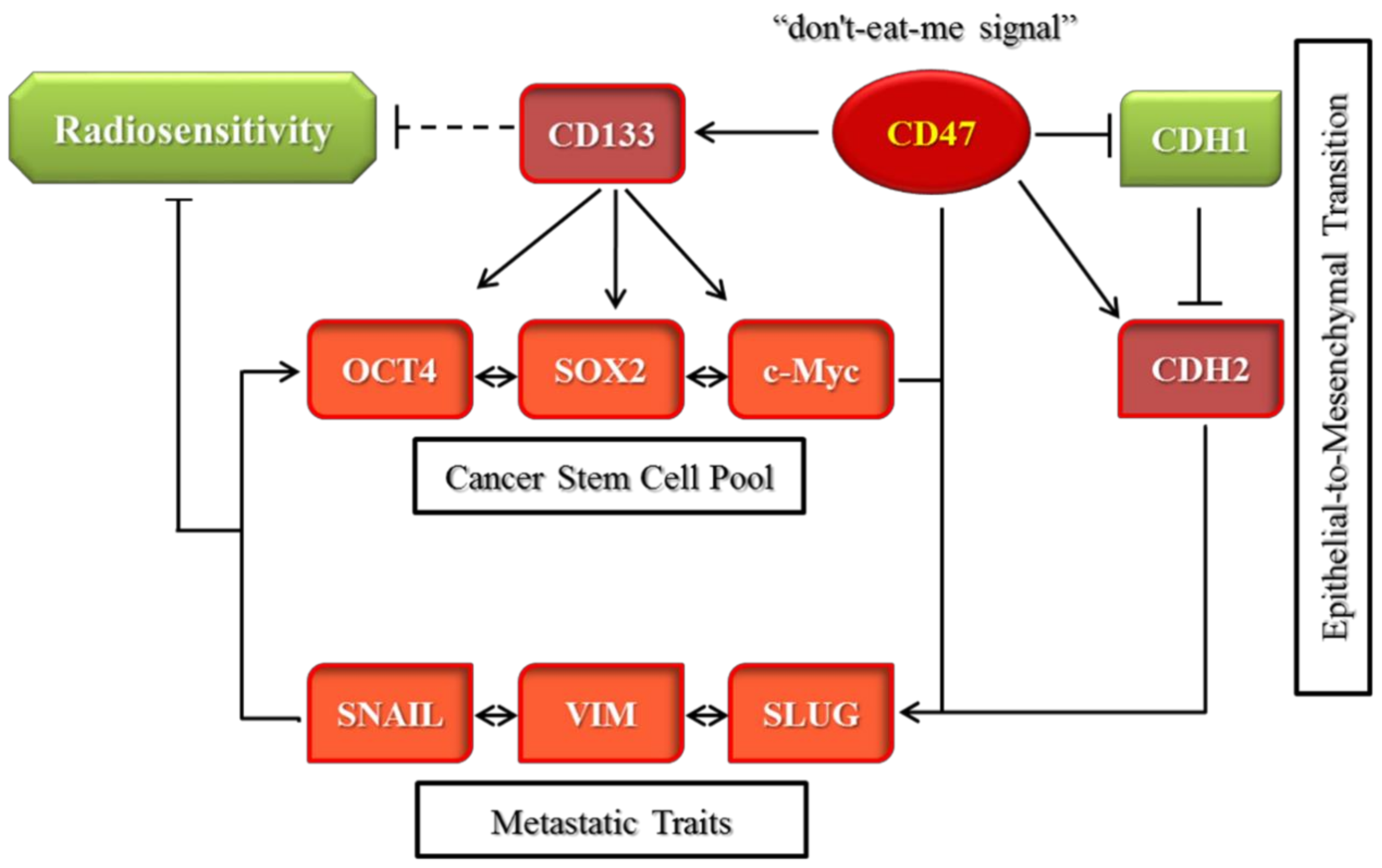 Cells 08 01658 g007 Cells 08 01658 g007