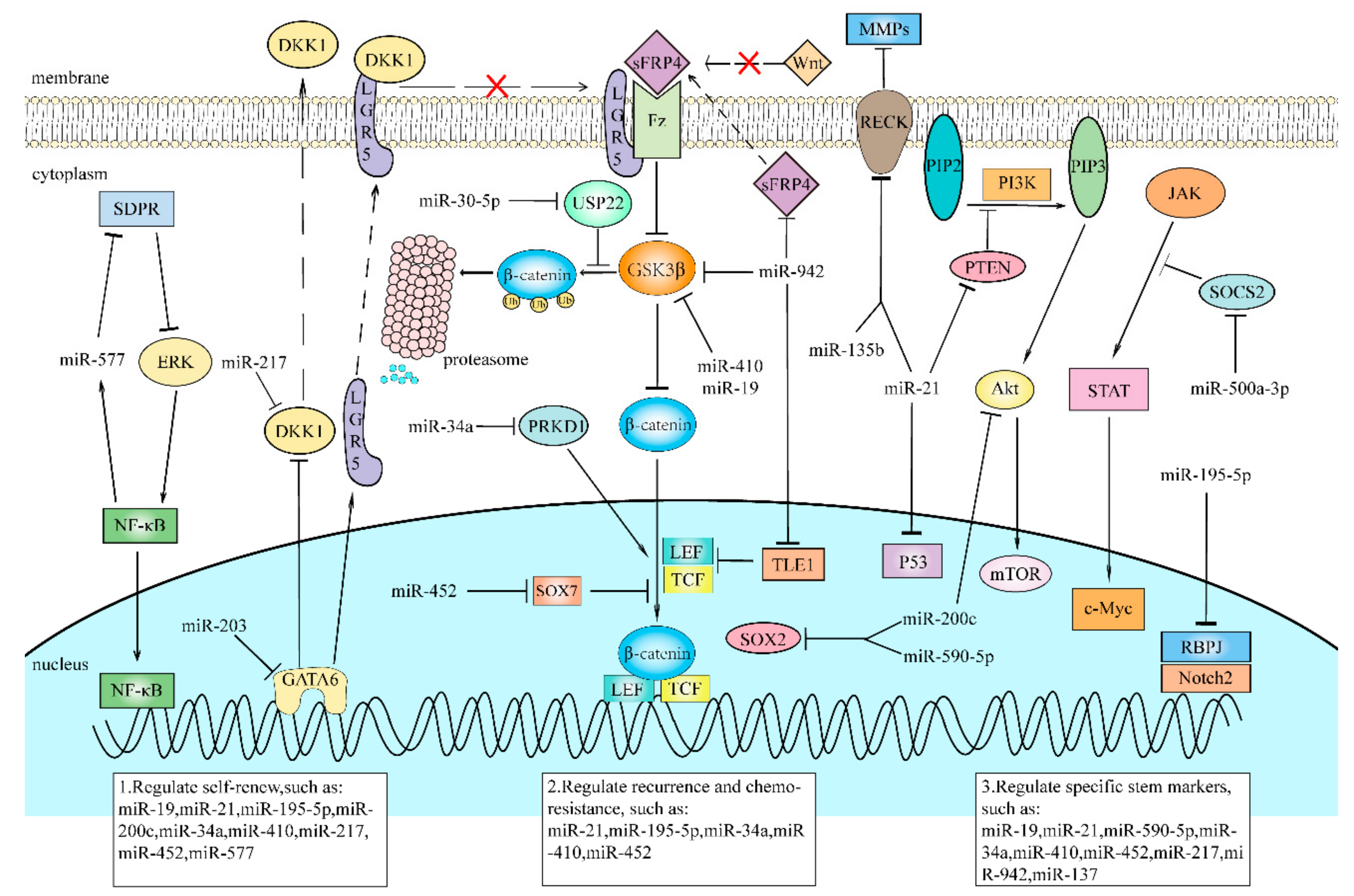 Cells 09 00008 g002