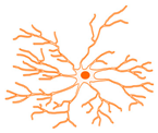 Cells 09 00026 i008