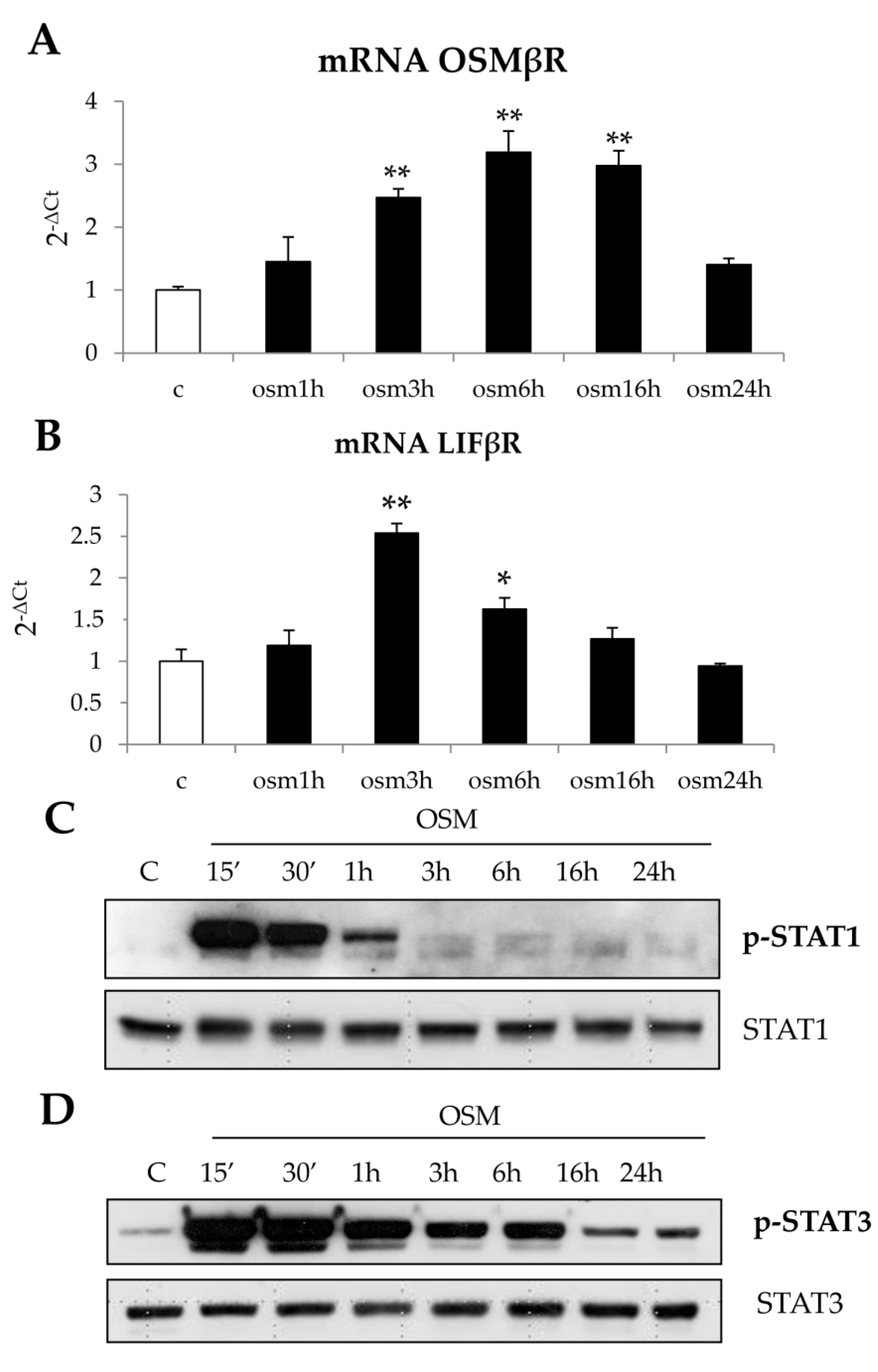 Cells 09 00028 g004 Cells 09 00028 g004