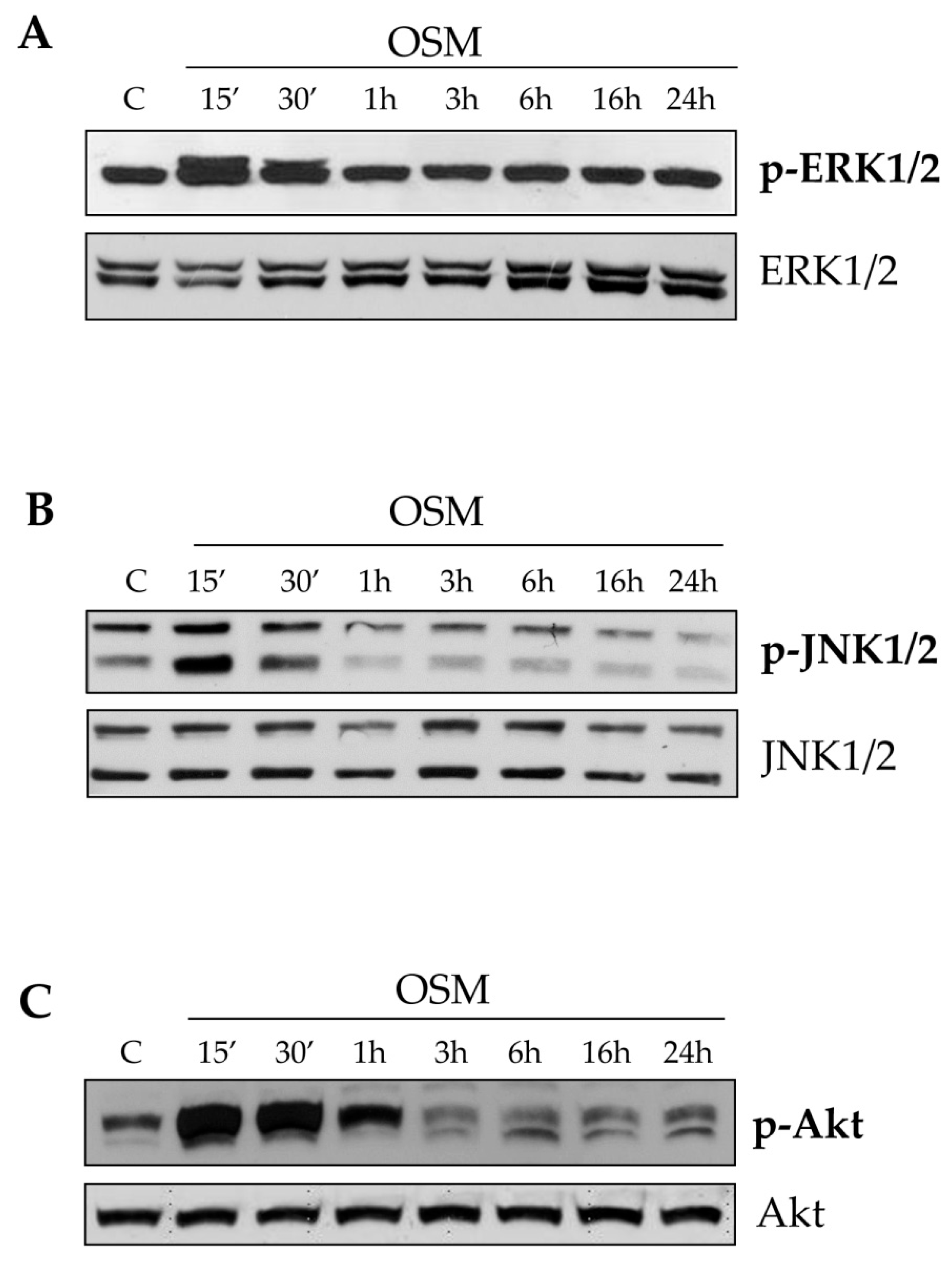 Cells 09 00028 g005 Cells 09 00028 g005