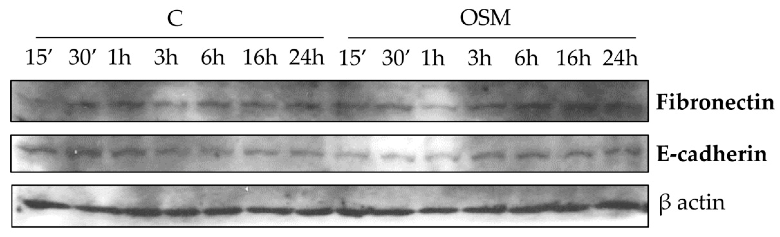 Cells 09 00028 g007 Cells 09 00028 g007
