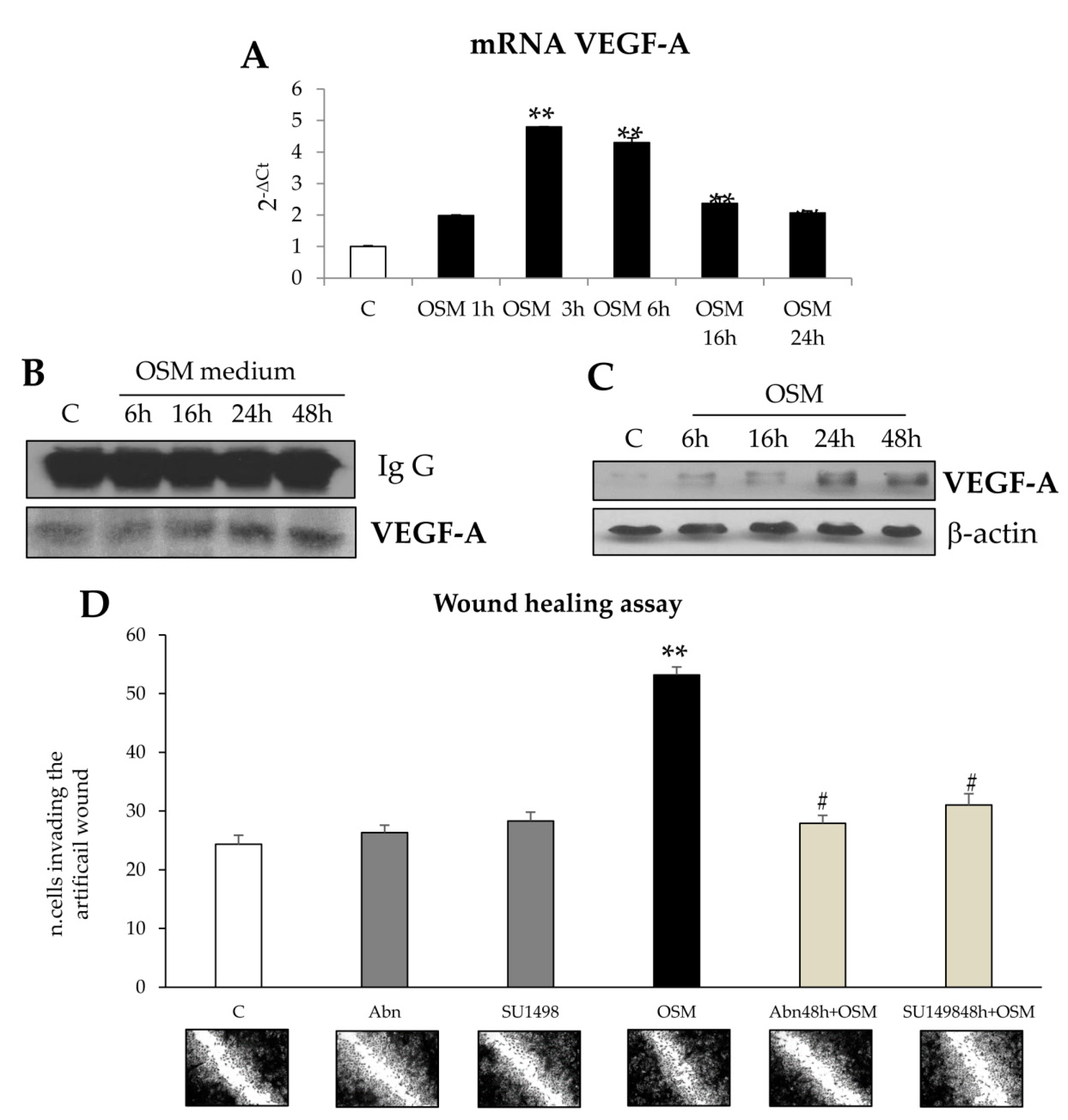 Cells 09 00028 g012 Cells 09 00028 g012