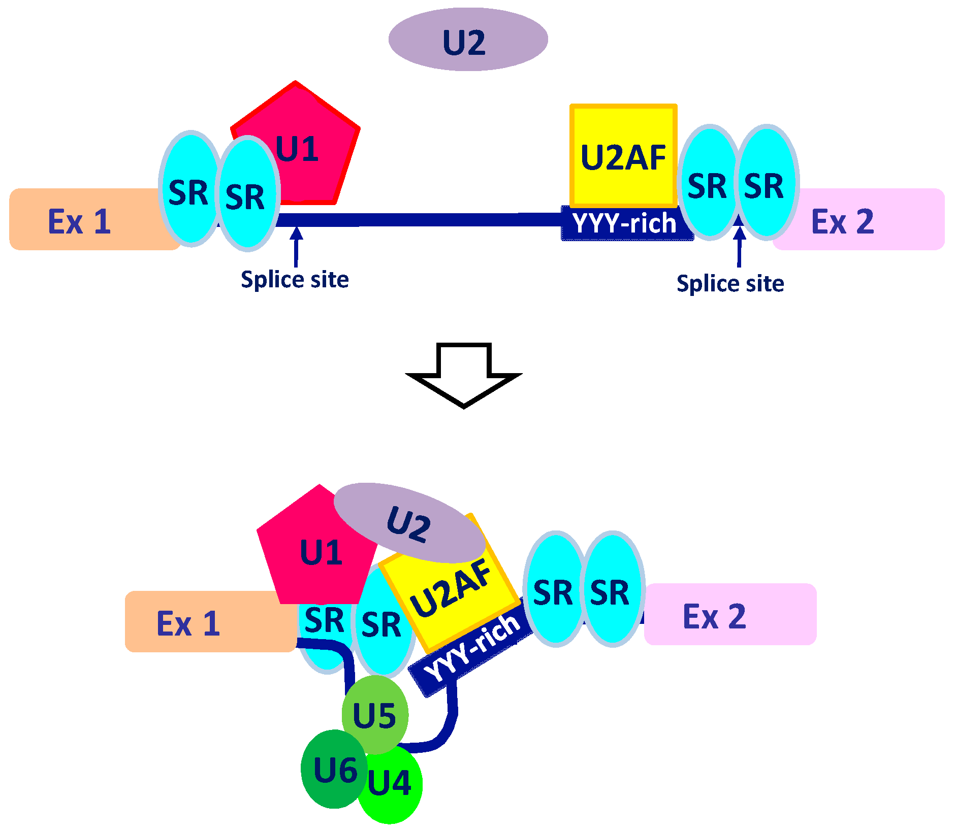 Cells 09 00034 g001 Cells 09 00034 g001