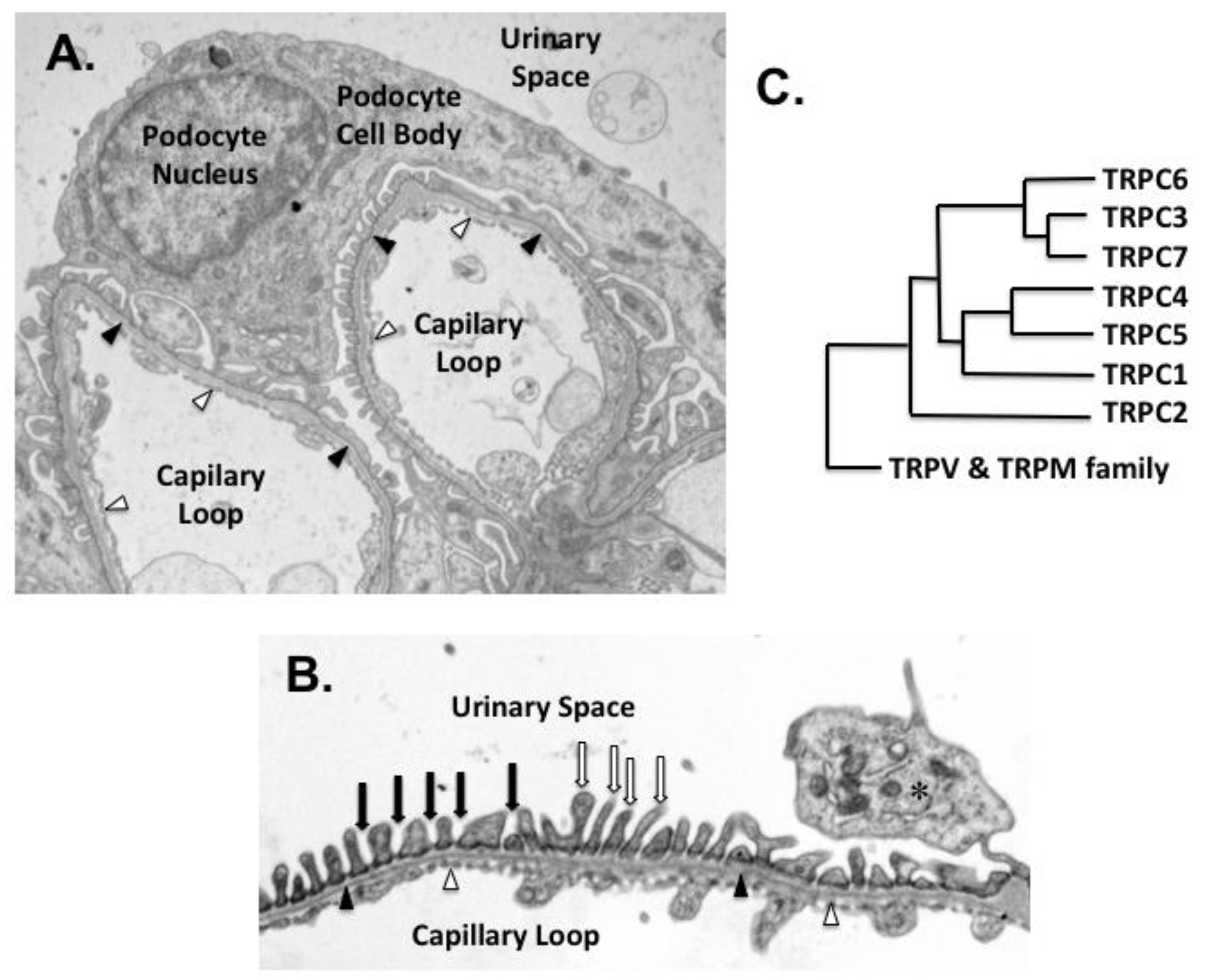 Cells 09 00044 g001 Cells 09 00044 g001
