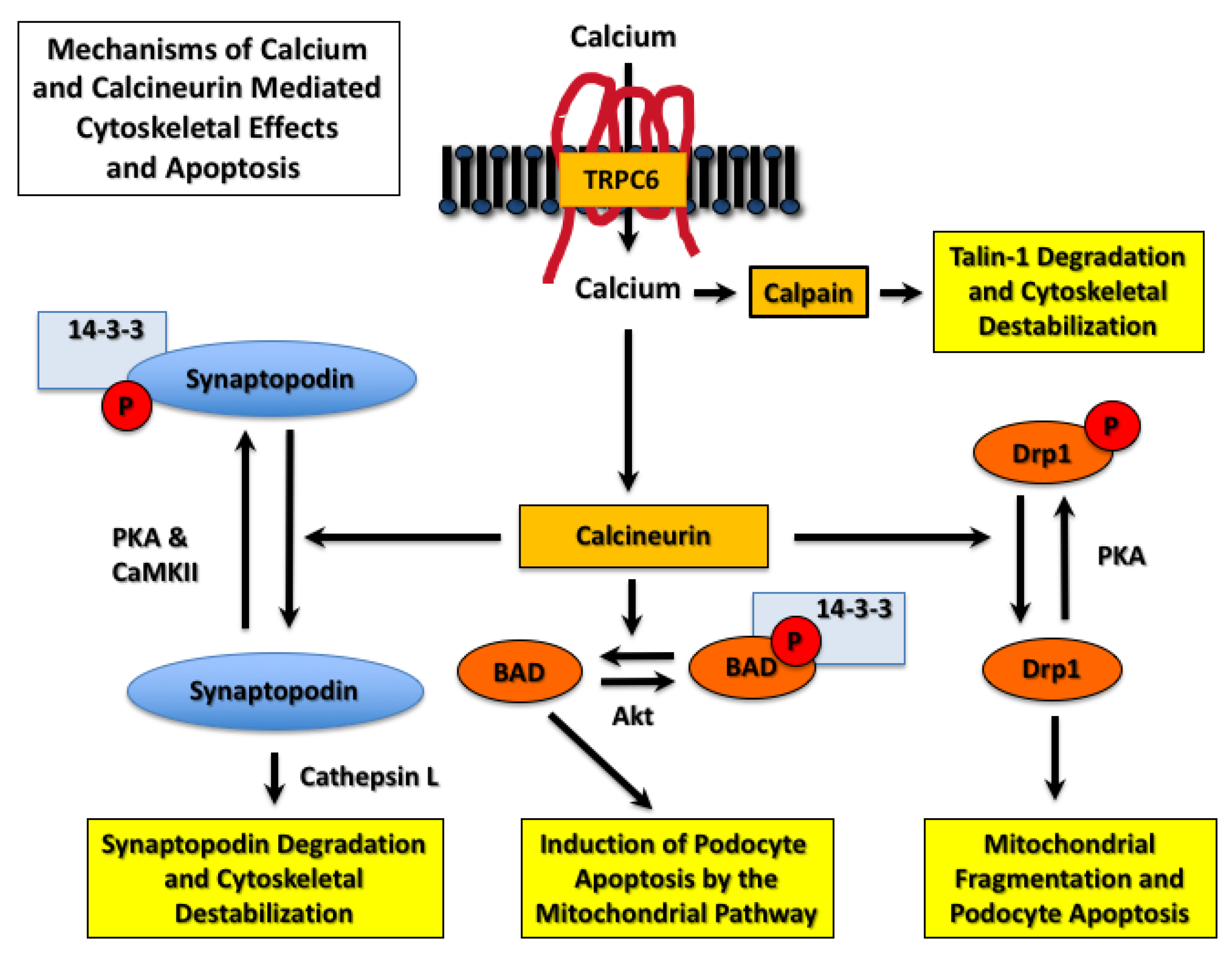 Cells 09 00044 g003 Cells 09 00044 g003