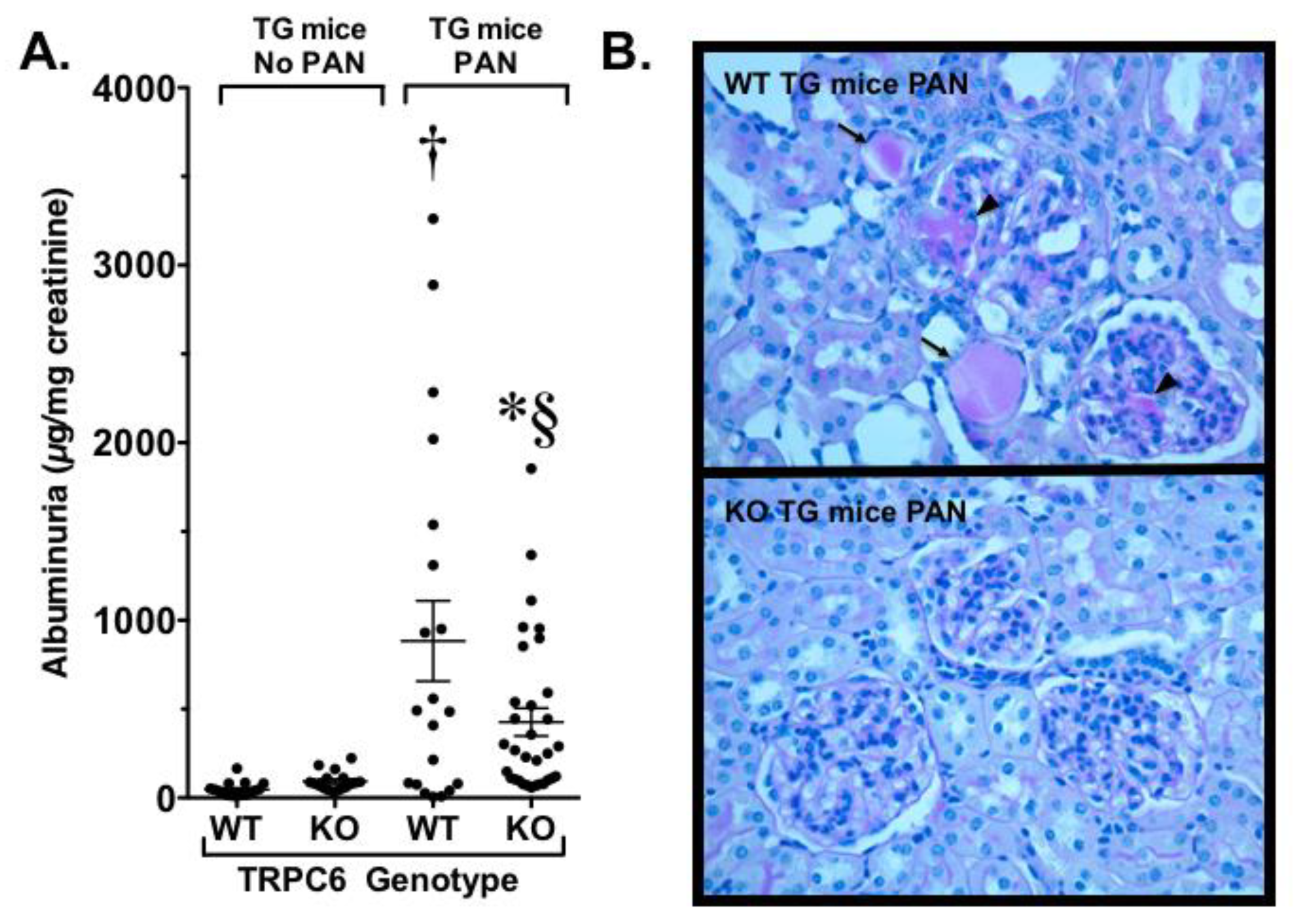 Cells 09 00044 g004 Cells 09 00044 g004