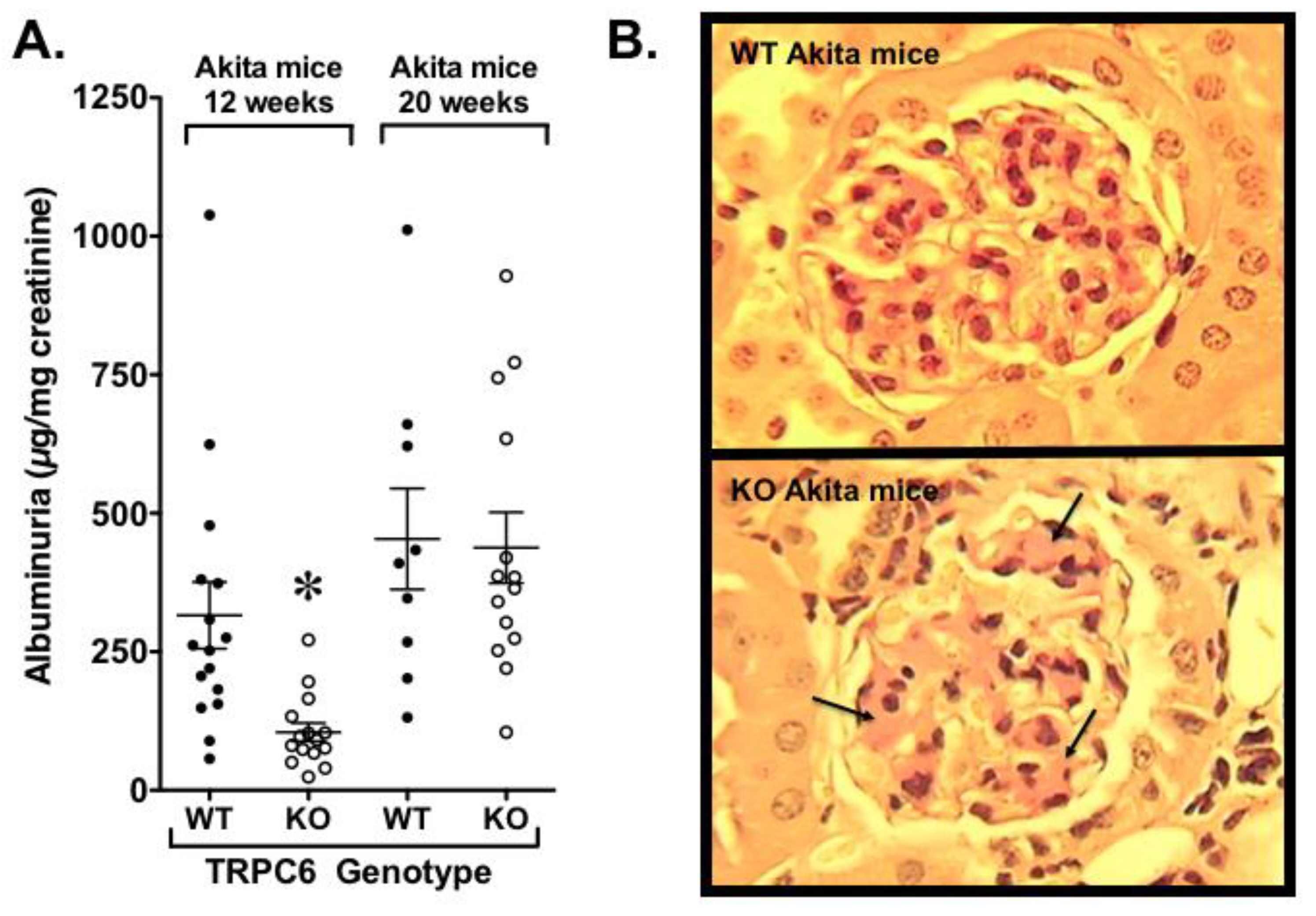 Cells 09 00044 g005 Cells 09 00044 g005
