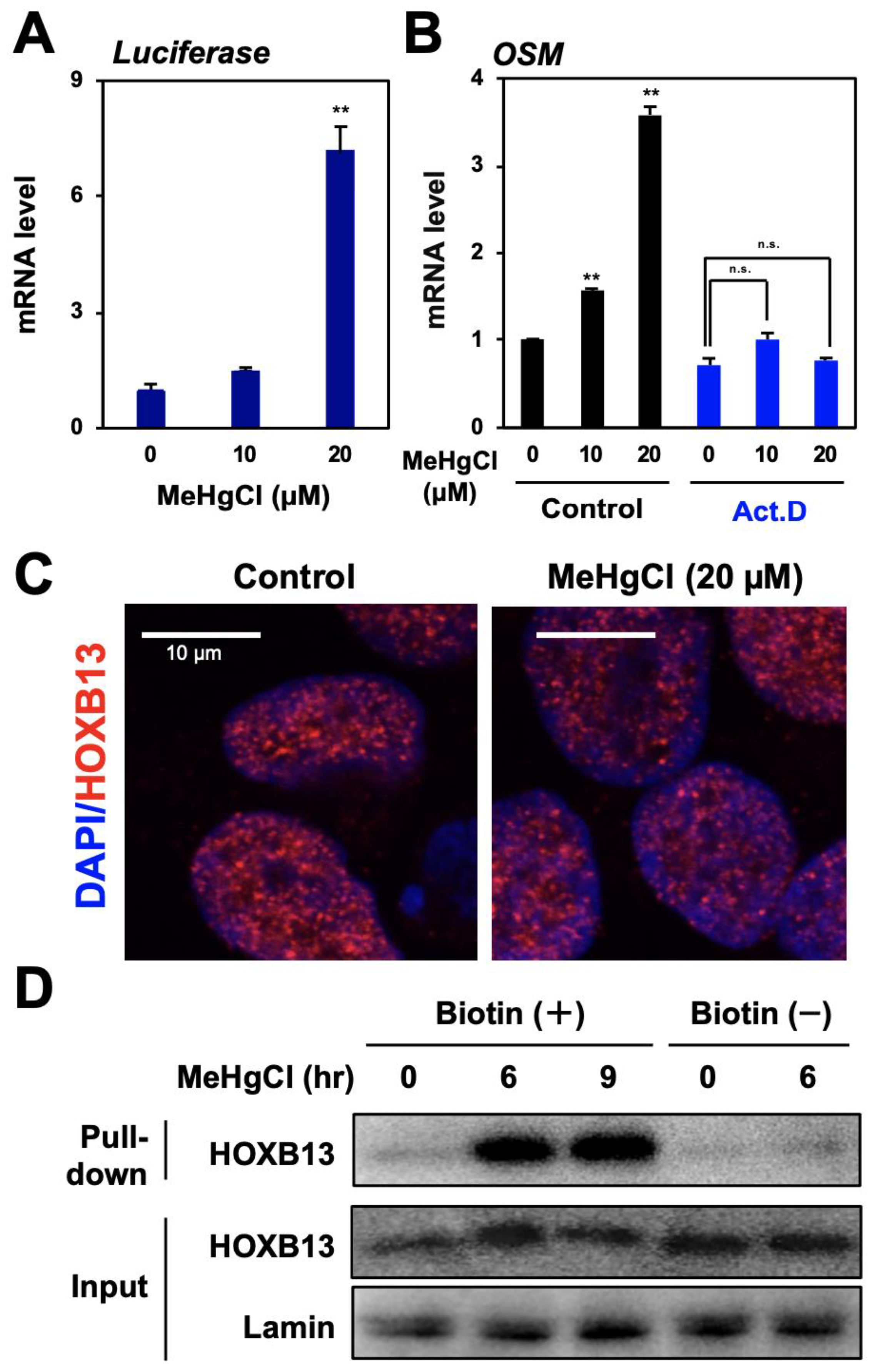 Cells 09 00045 g003 Cells 09 00045 g003