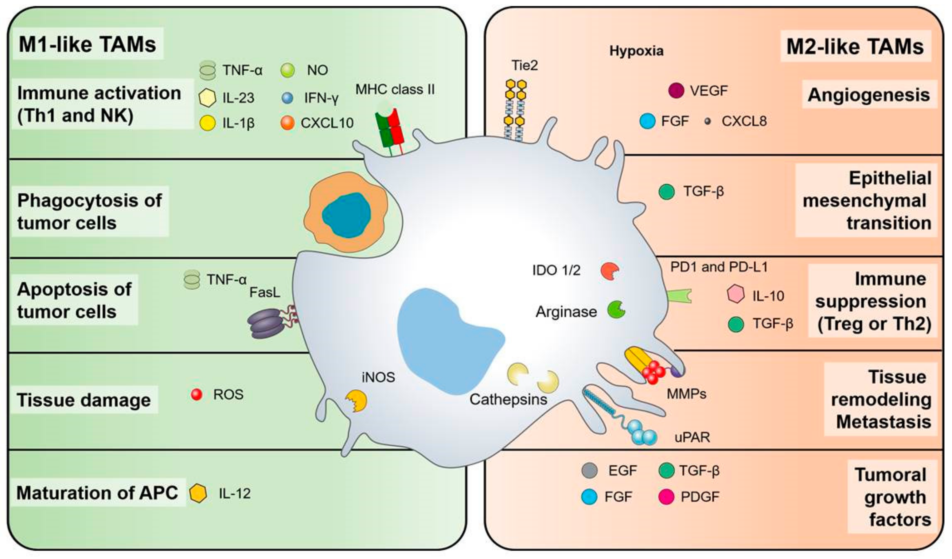 Cells 09 00046 g001 Cells 09 00046 g001