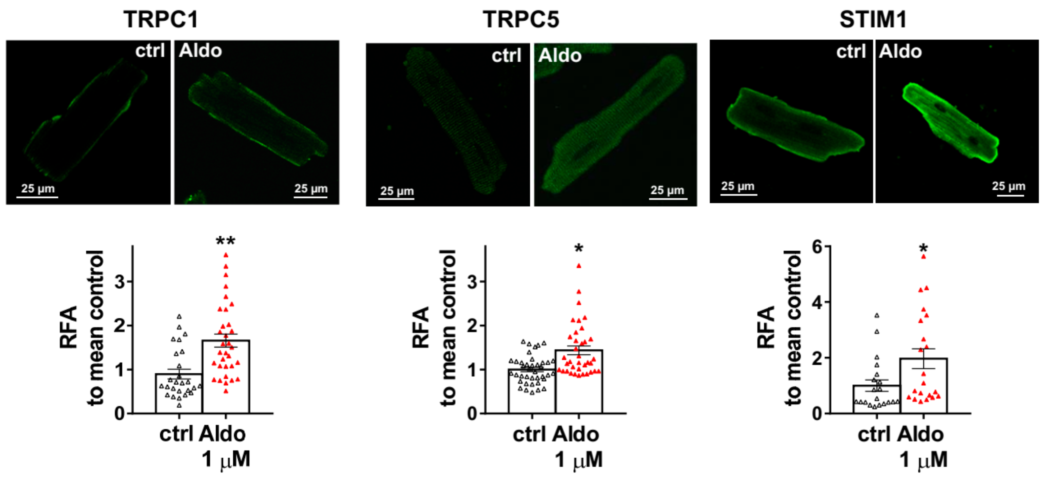 Cells 09 00047 g004 Cells 09 00047 g004