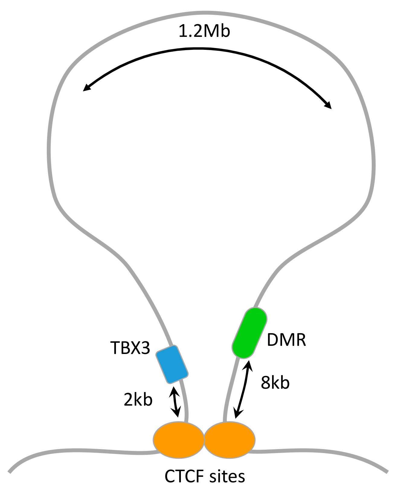 Cells 09 00048 g003 Cells 09 00048 g003