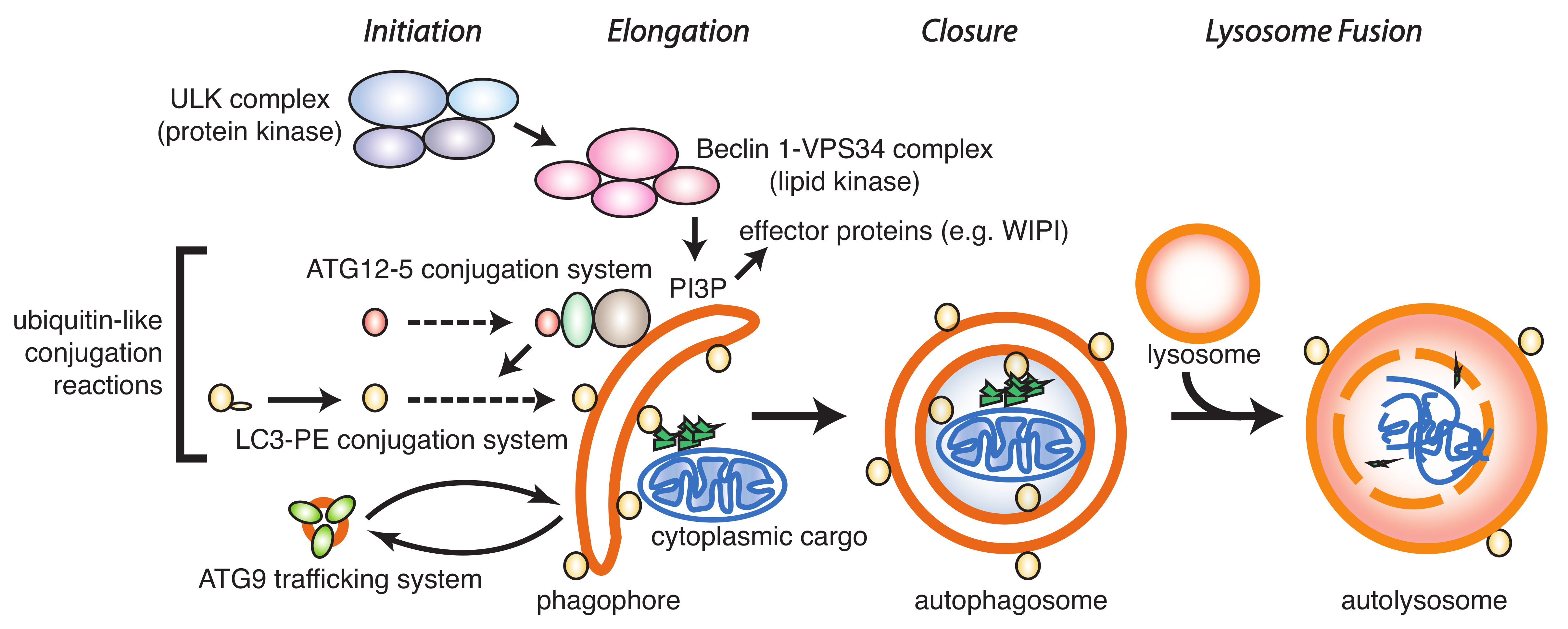 Cells 09 00053 g001 Cells 09 00053 g001