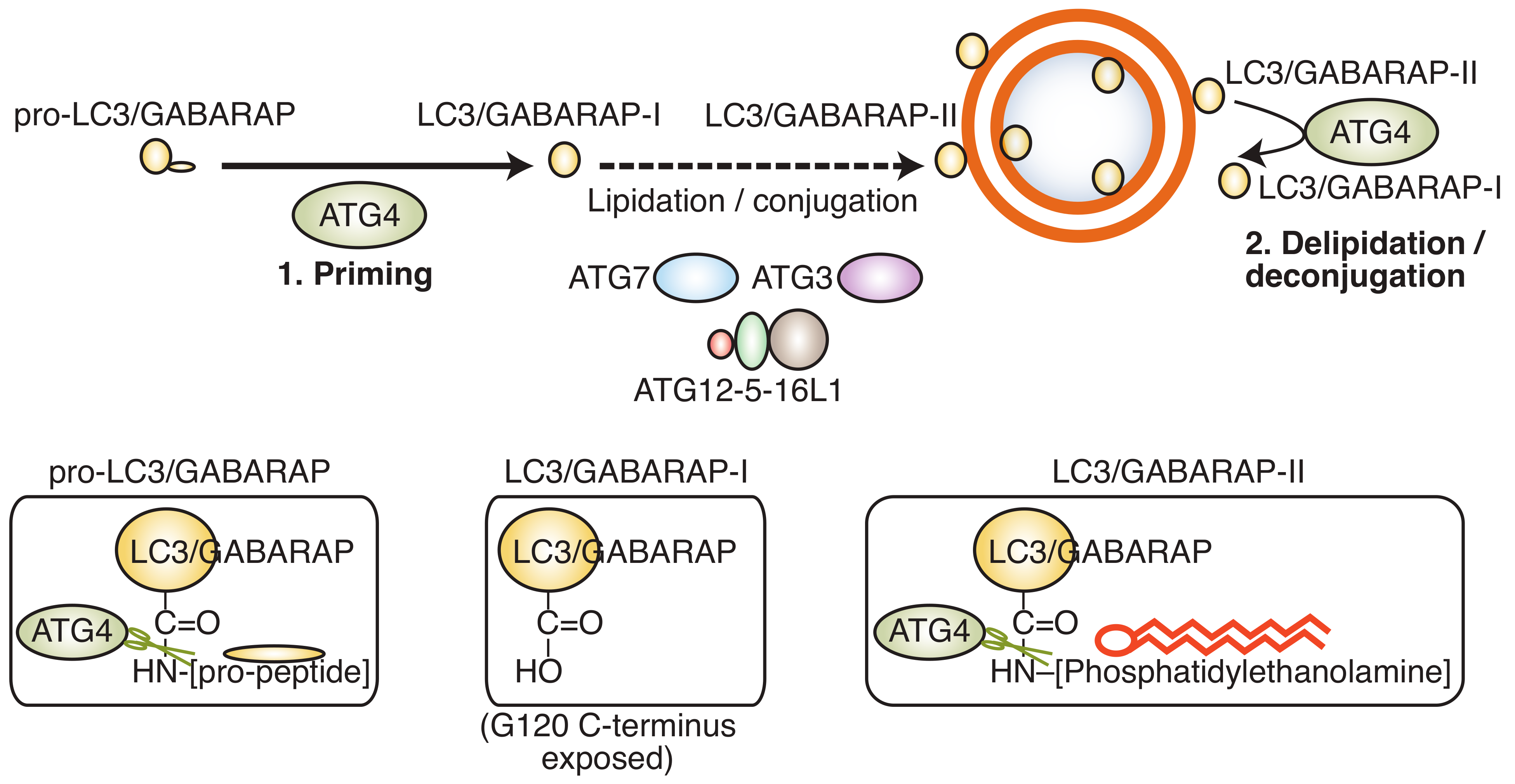 Cells 09 00053 g002 Cells 09 00053 g002