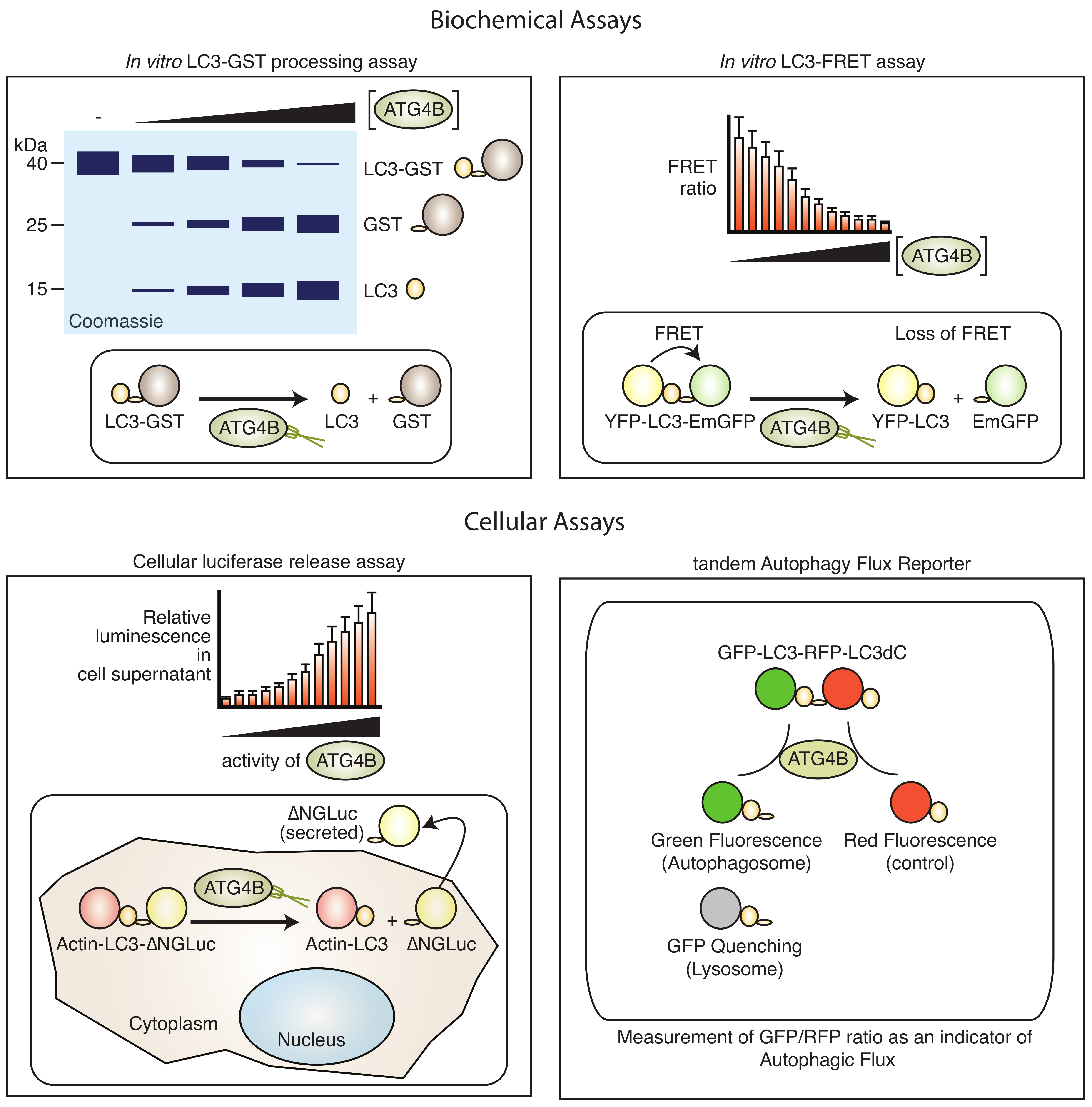 Cells 09 00053 g003 Cells 09 00053 g003