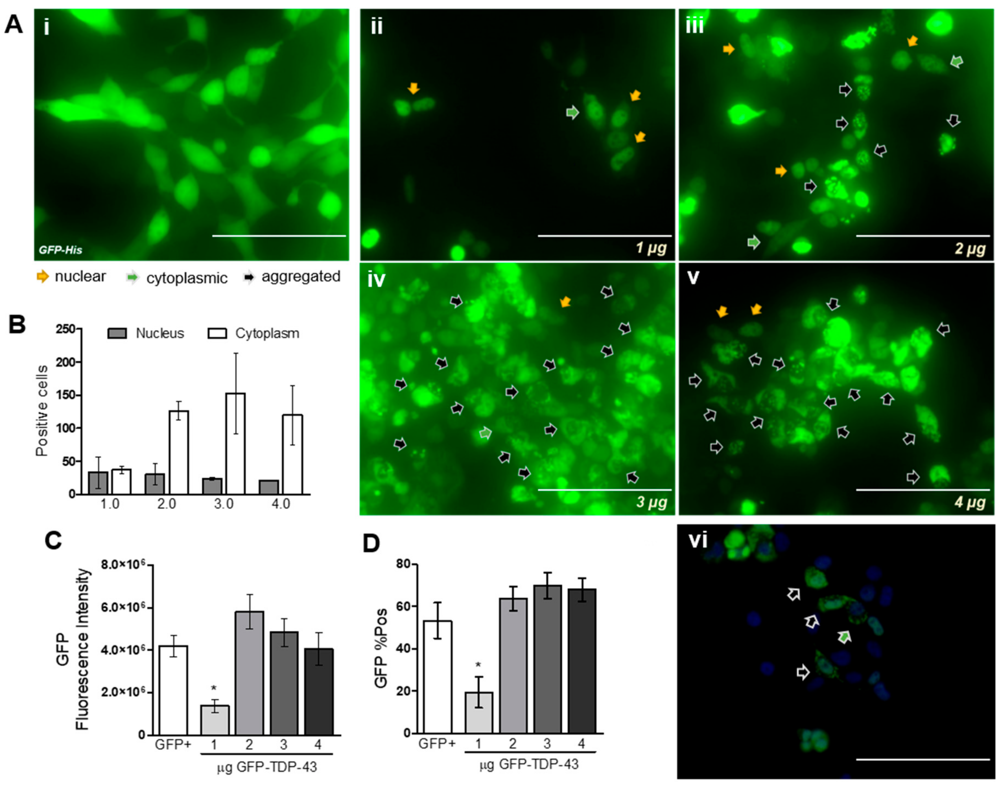 Cells 09 00068 g001 Cells 09 00068 g001