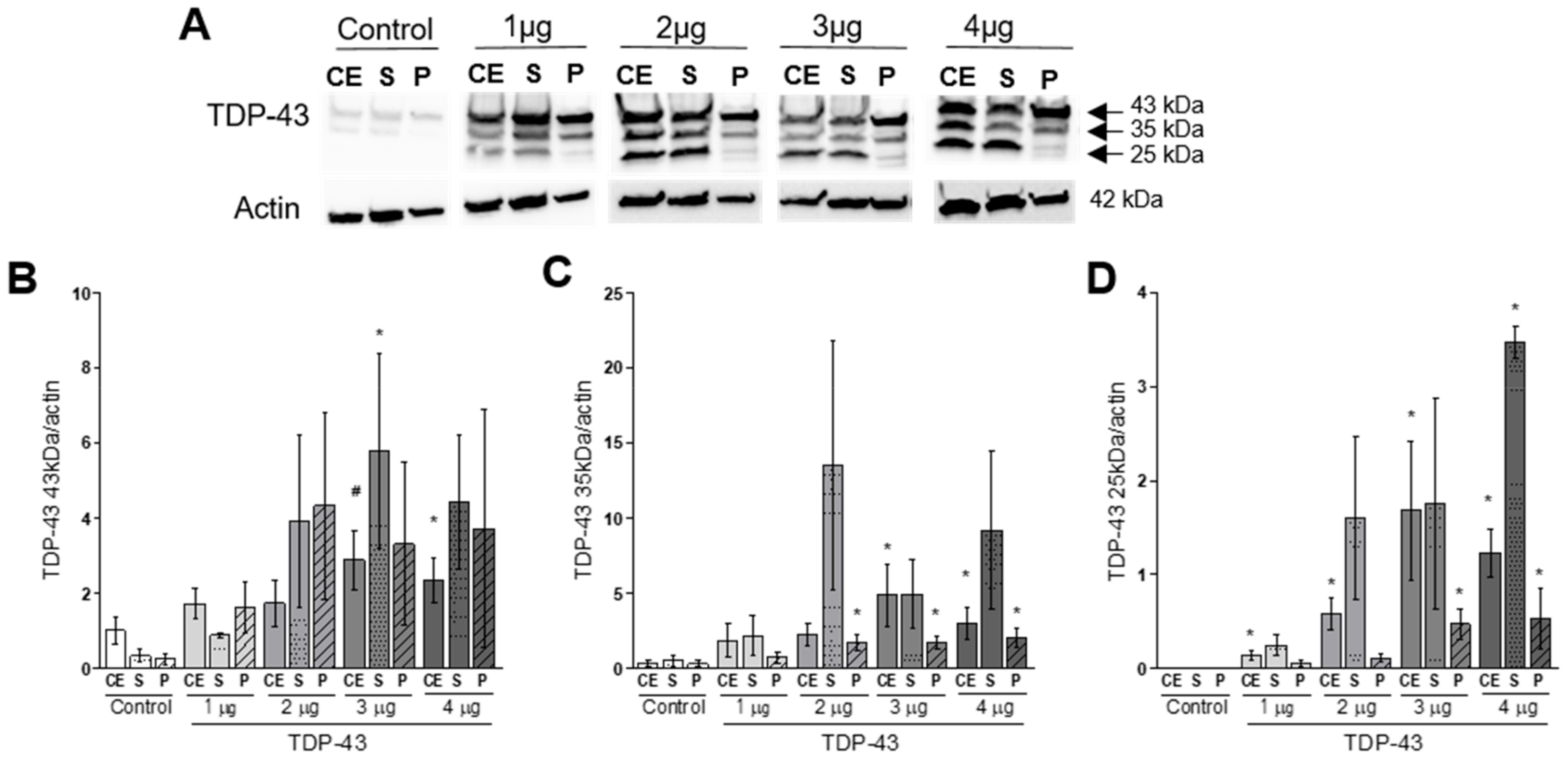 Cells 09 00068 g002 Cells 09 00068 g002