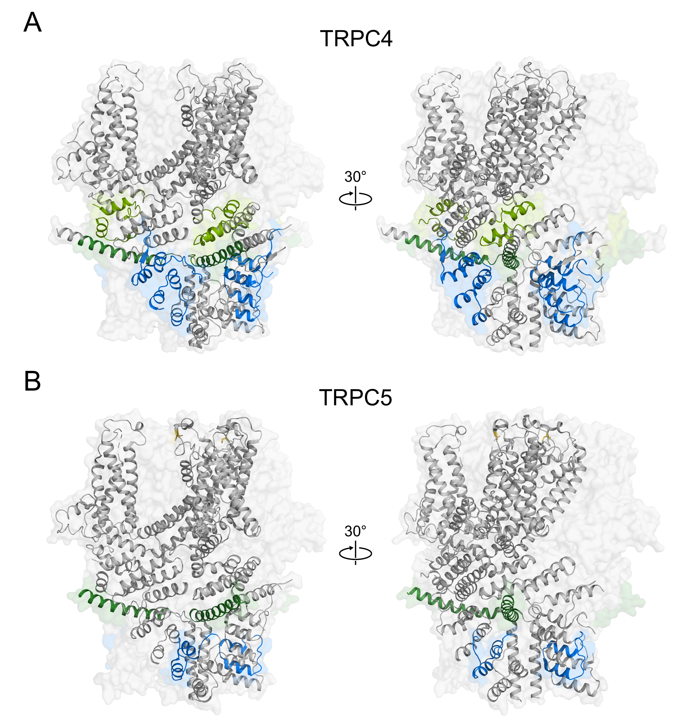 Cells 09 00073 g004 Cells 09 00073 g004
