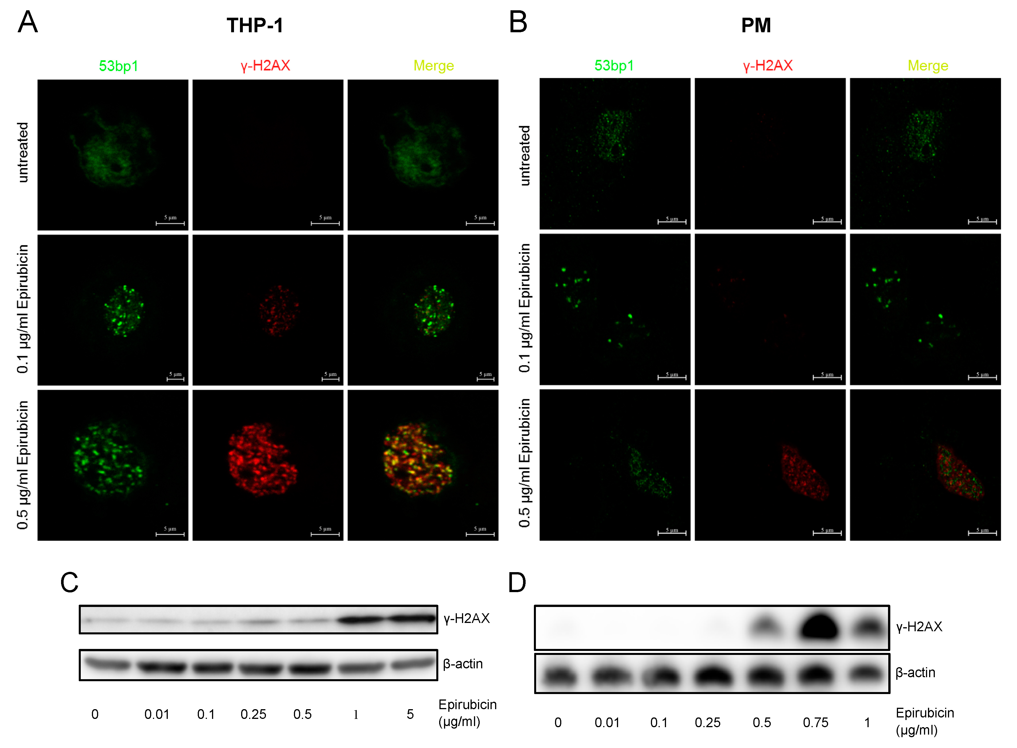 Cells 09 00079 g002 Cells 09 00079 g002