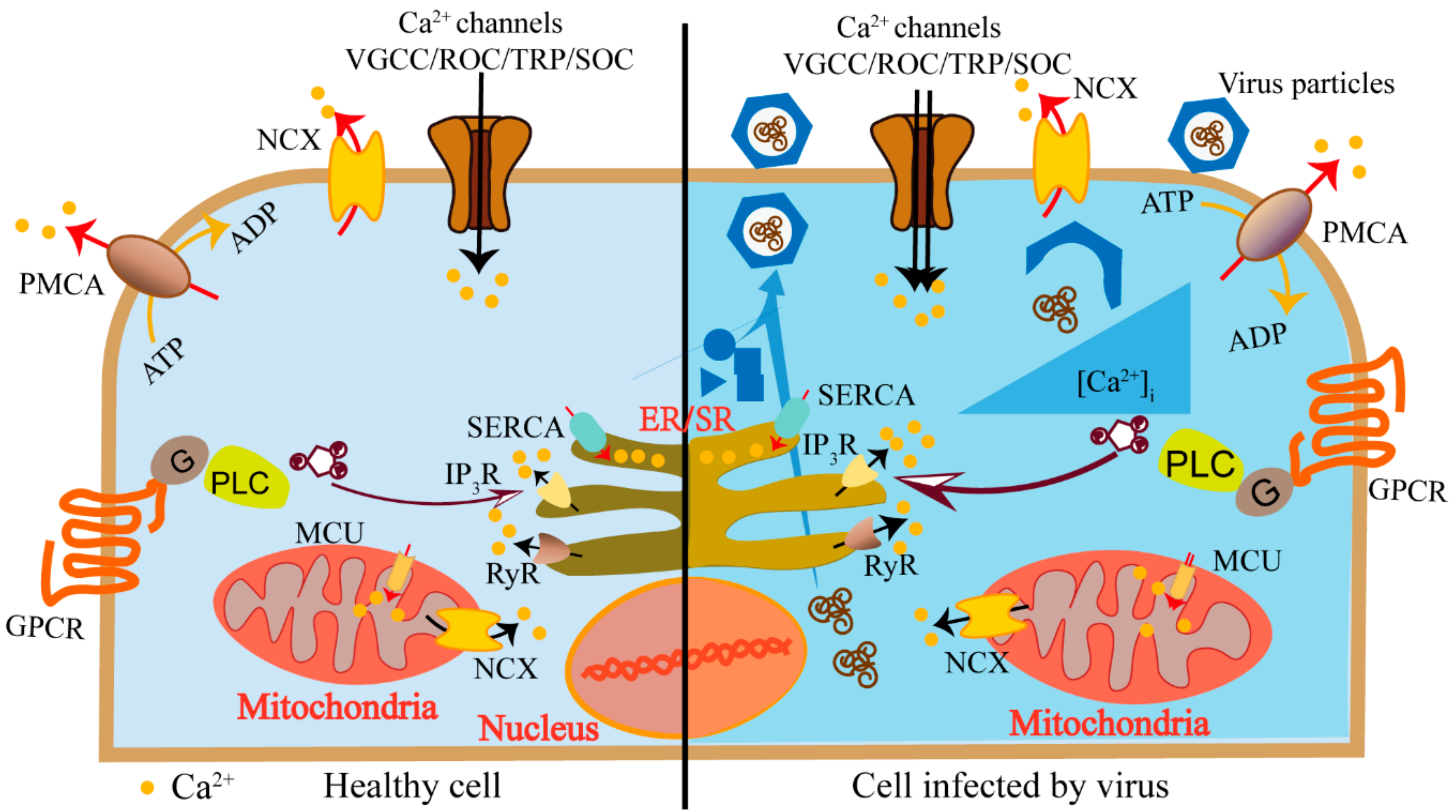 Cells 09 00094 g001