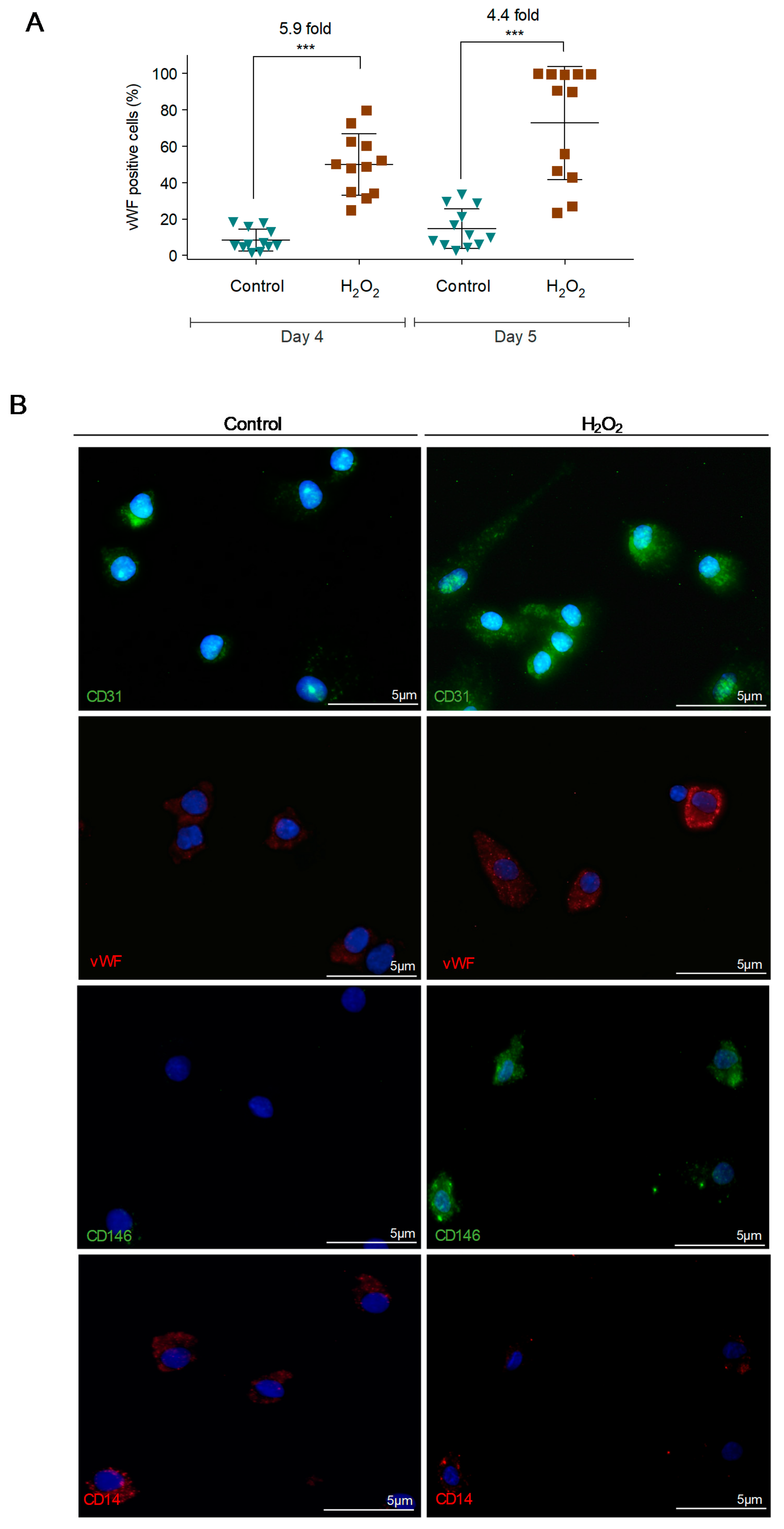 Cells 09 00107 g002a Cells 09 00107 g002a