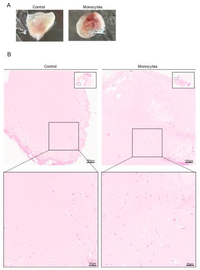 Cells 09 00107 g003a Cells 09 00107 g003a