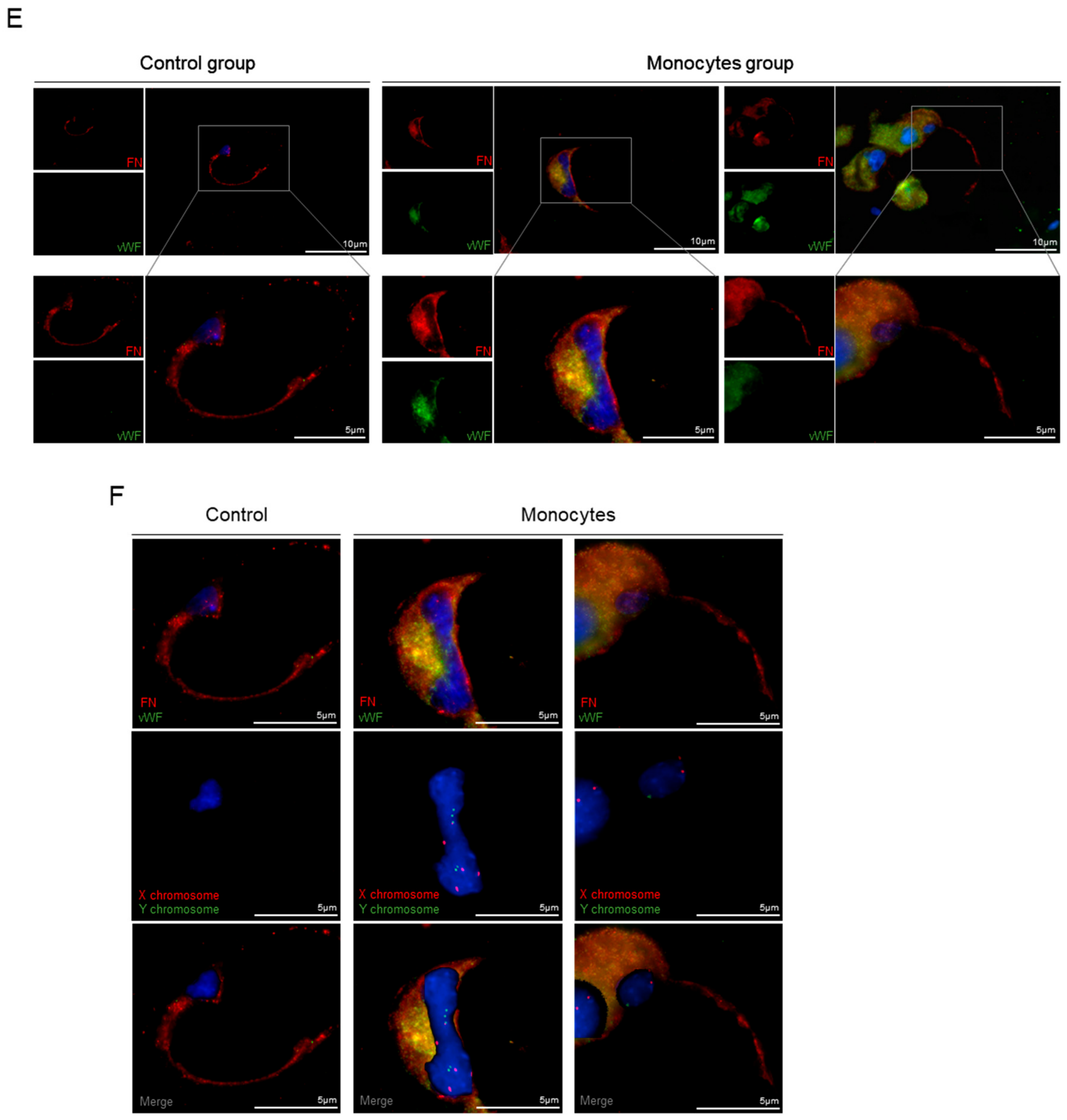 Cells 09 00107 g003c Cells 09 00107 g003c