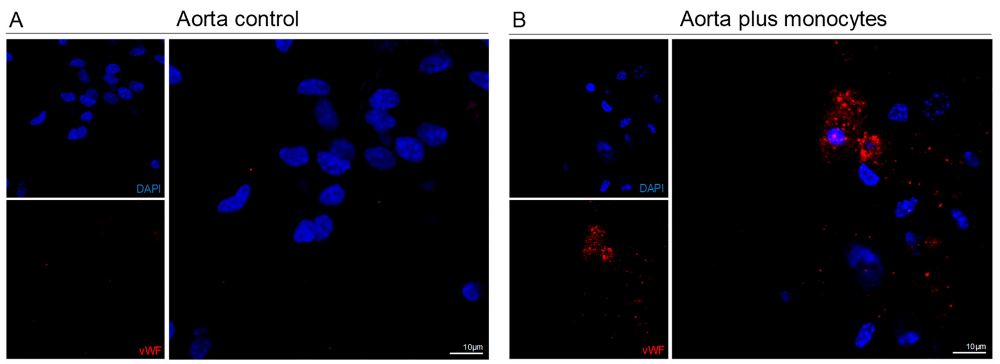 Cells 09 00107 g004 Cells 09 00107 g004