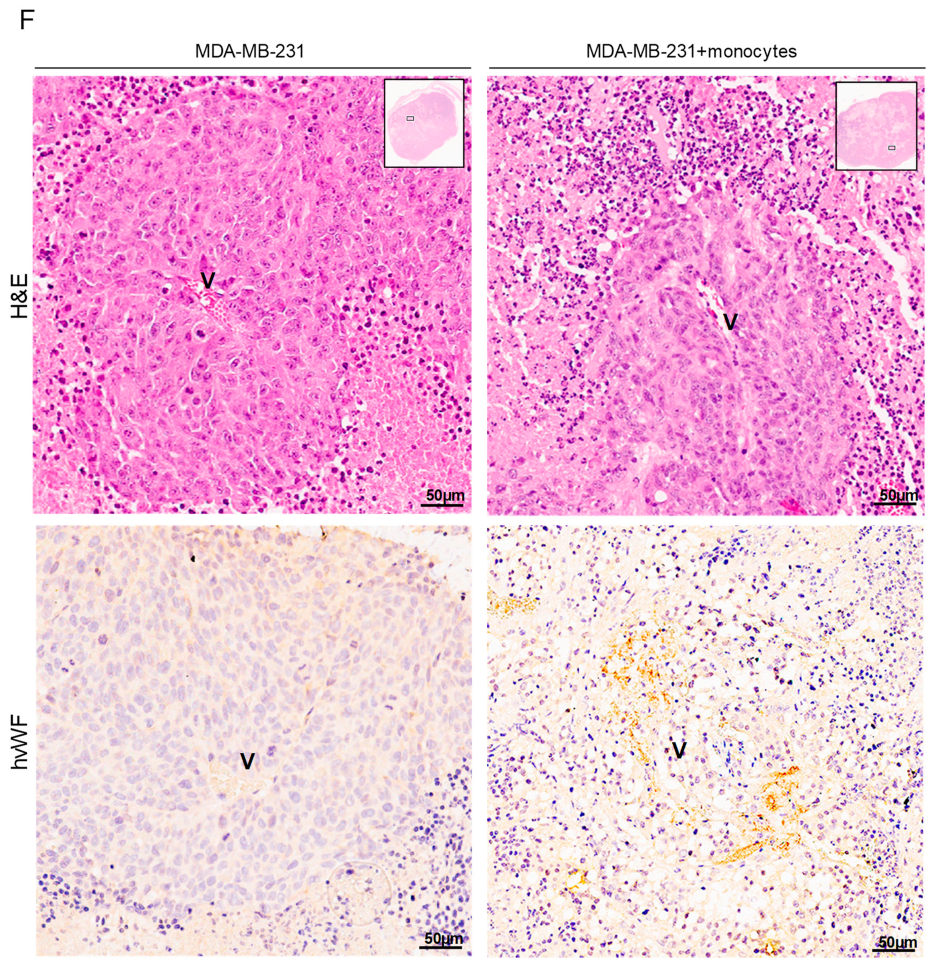 Cells 09 00107 g005b Cells 09 00107 g005b