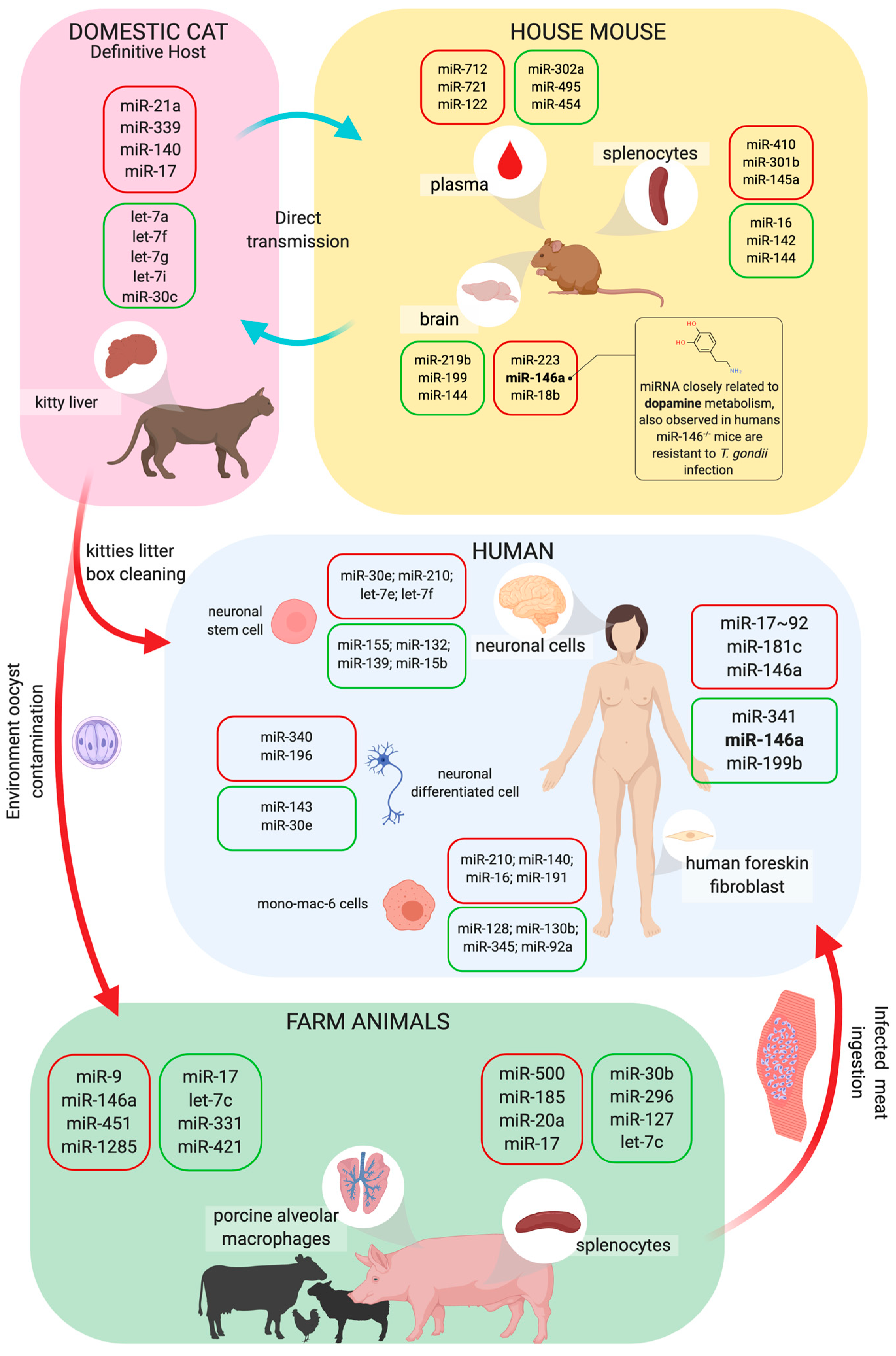 Cells 09 00113 g004 Cells 09 00113 g004