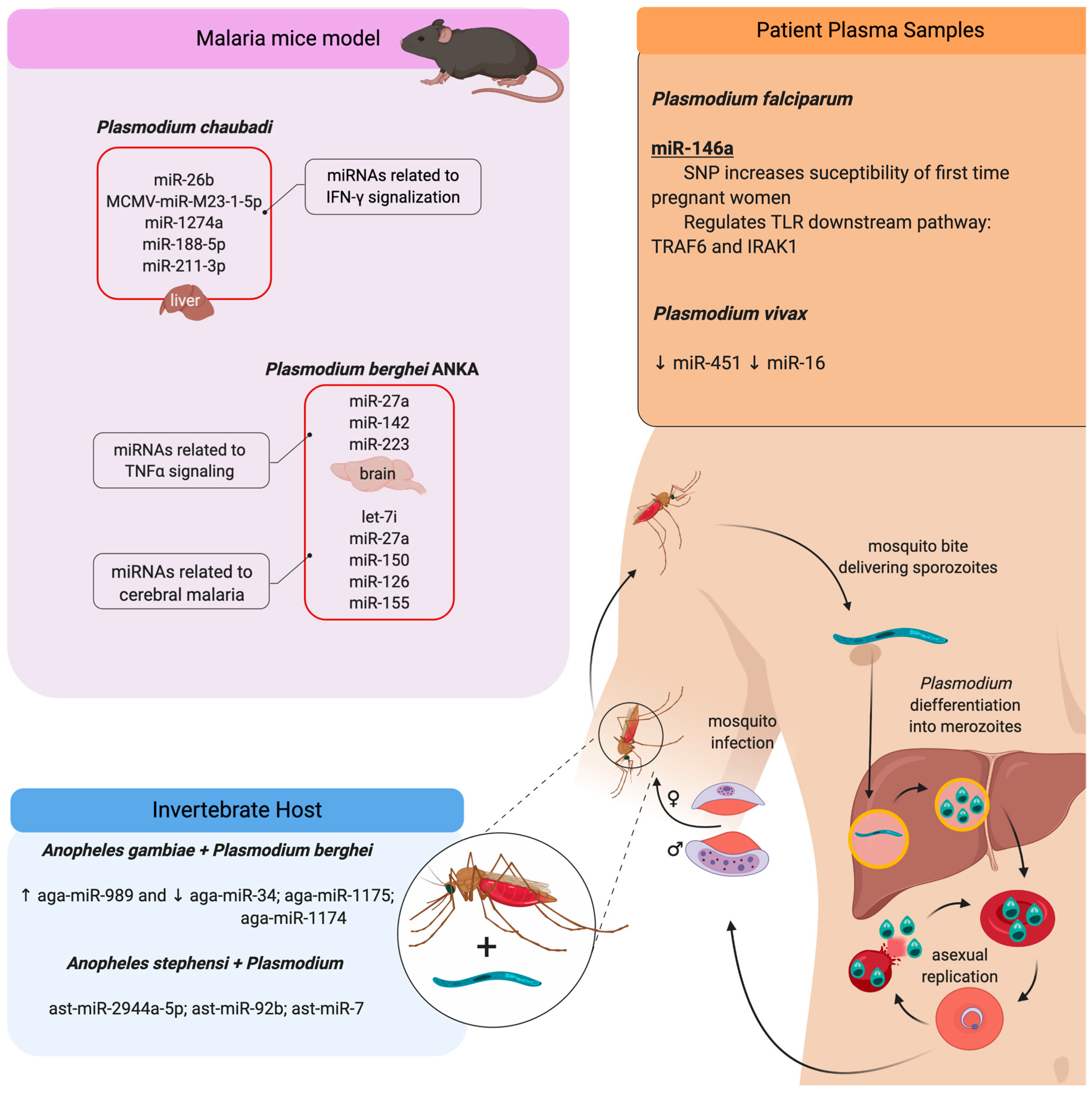 Cells 09 00113 g005 Cells 09 00113 g005