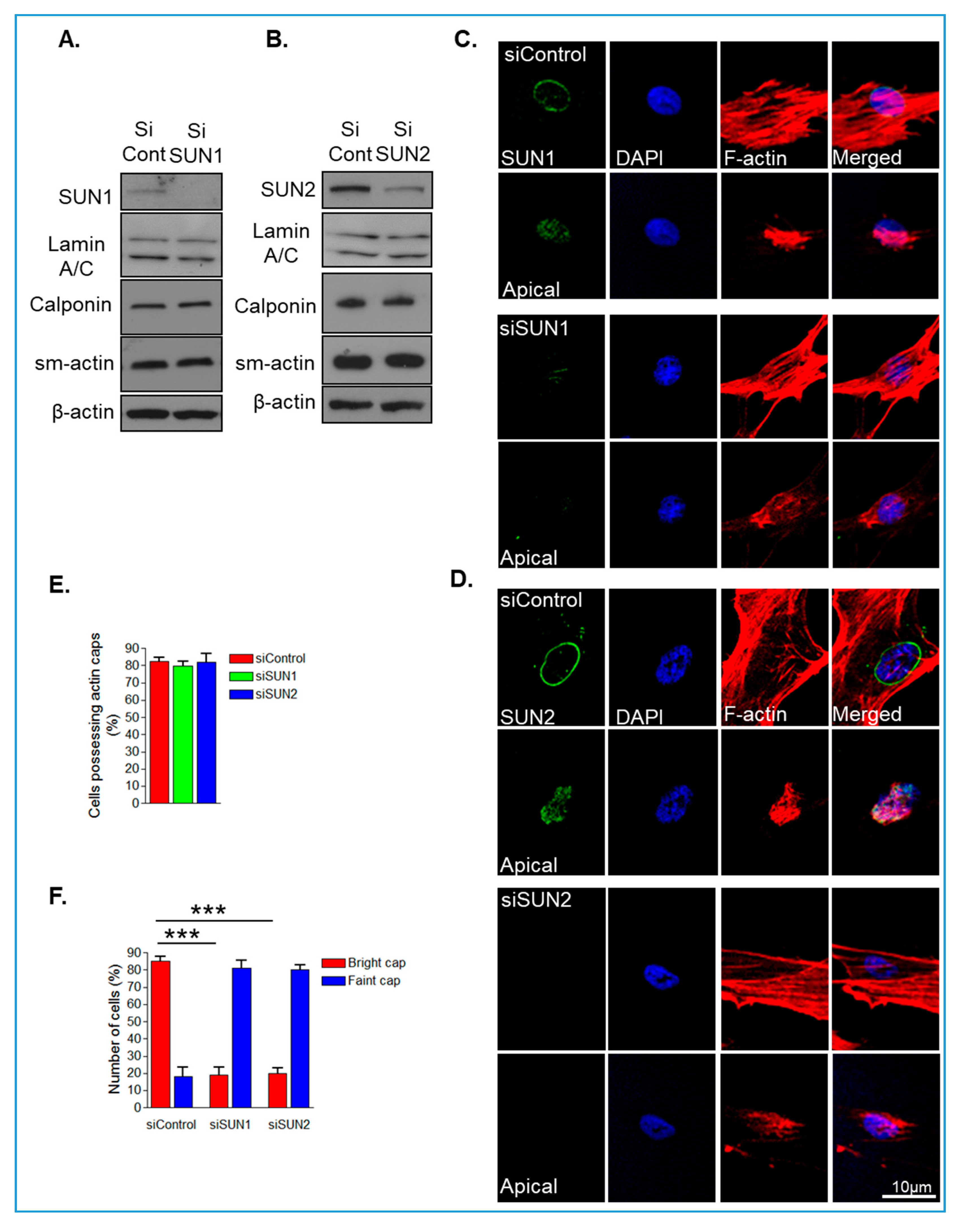 Cells 09 00132 g001 Cells 09 00132 g001