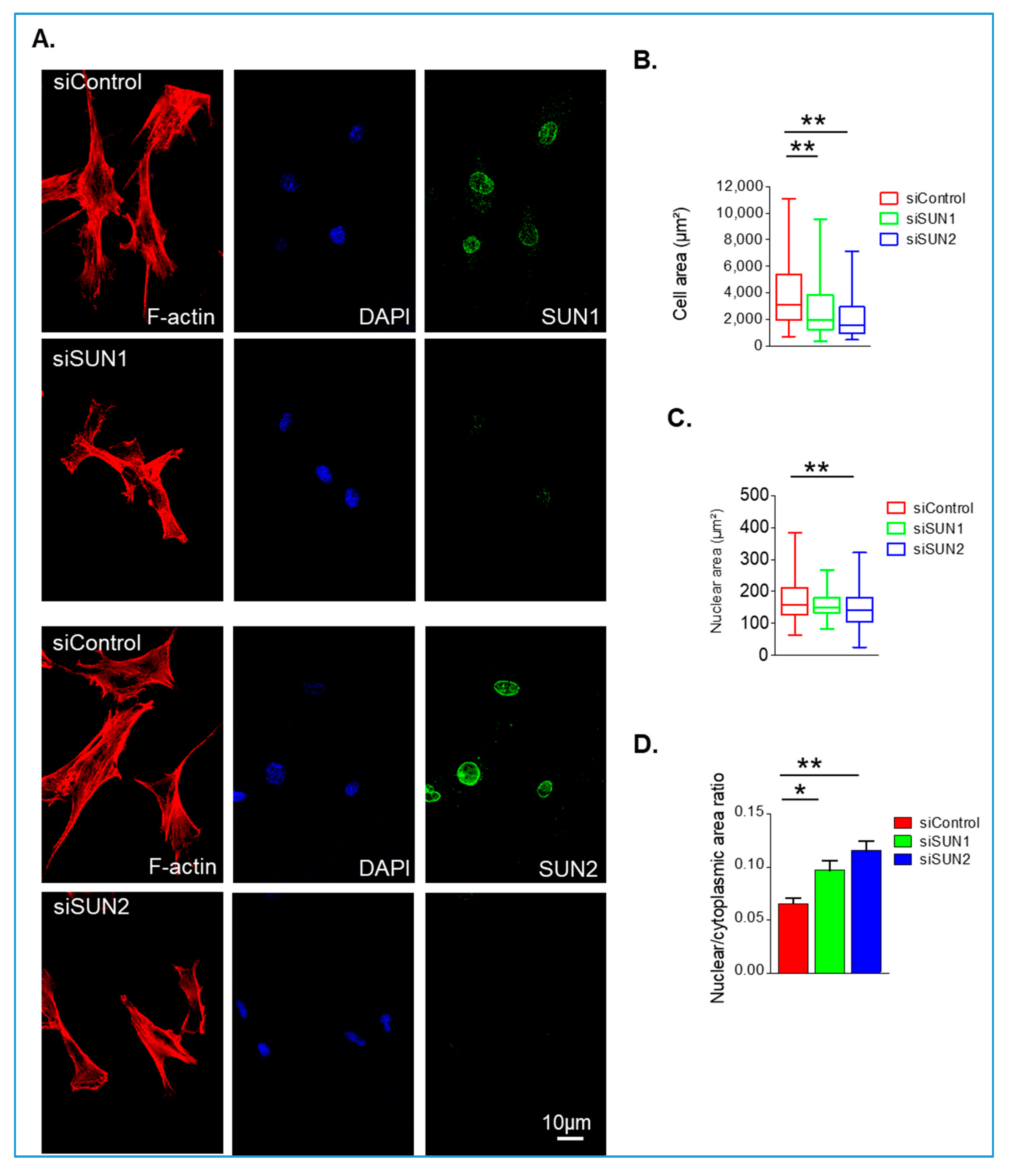 Cells 09 00132 g002 Cells 09 00132 g002