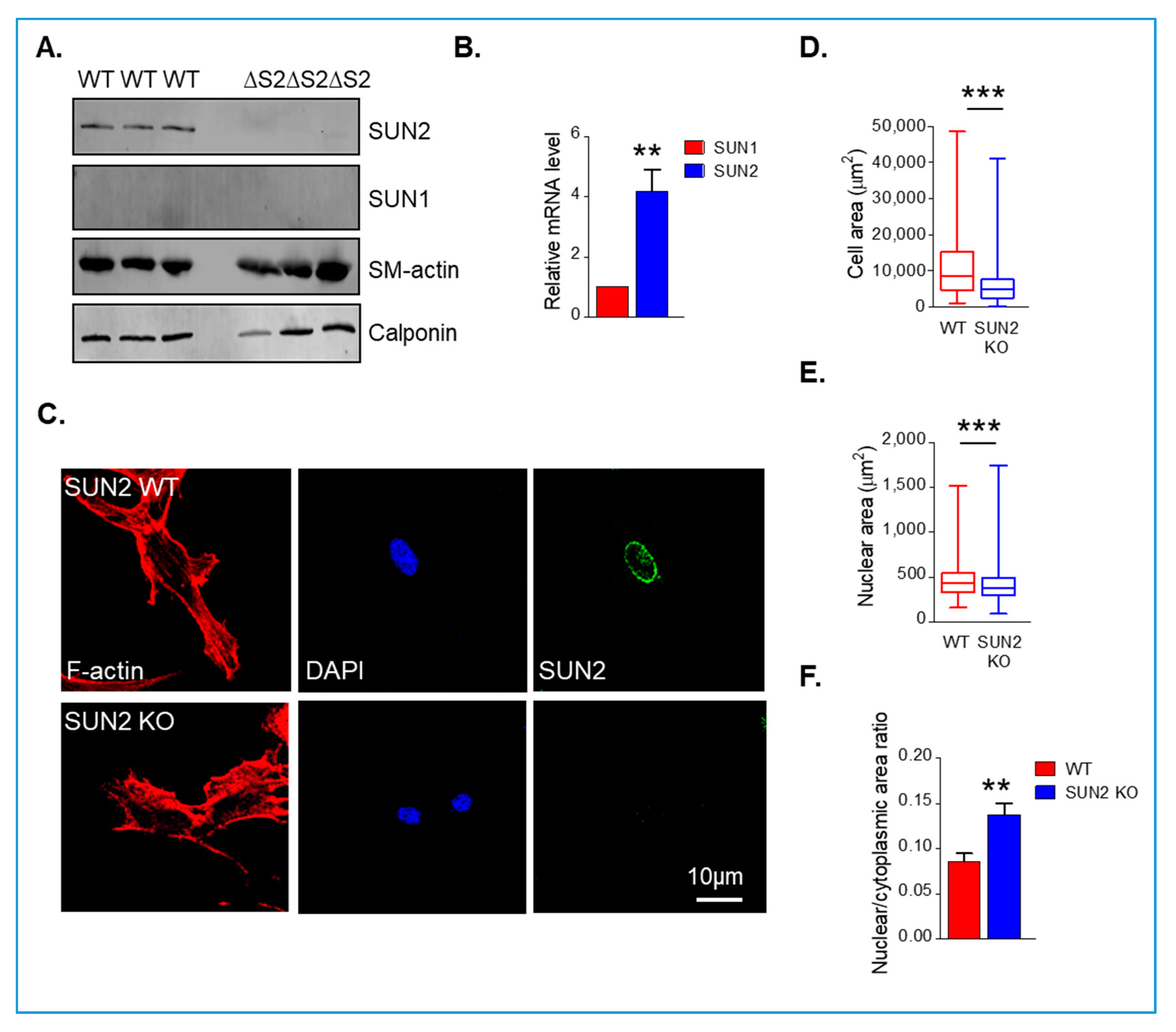 Cells 09 00132 g003 Cells 09 00132 g003