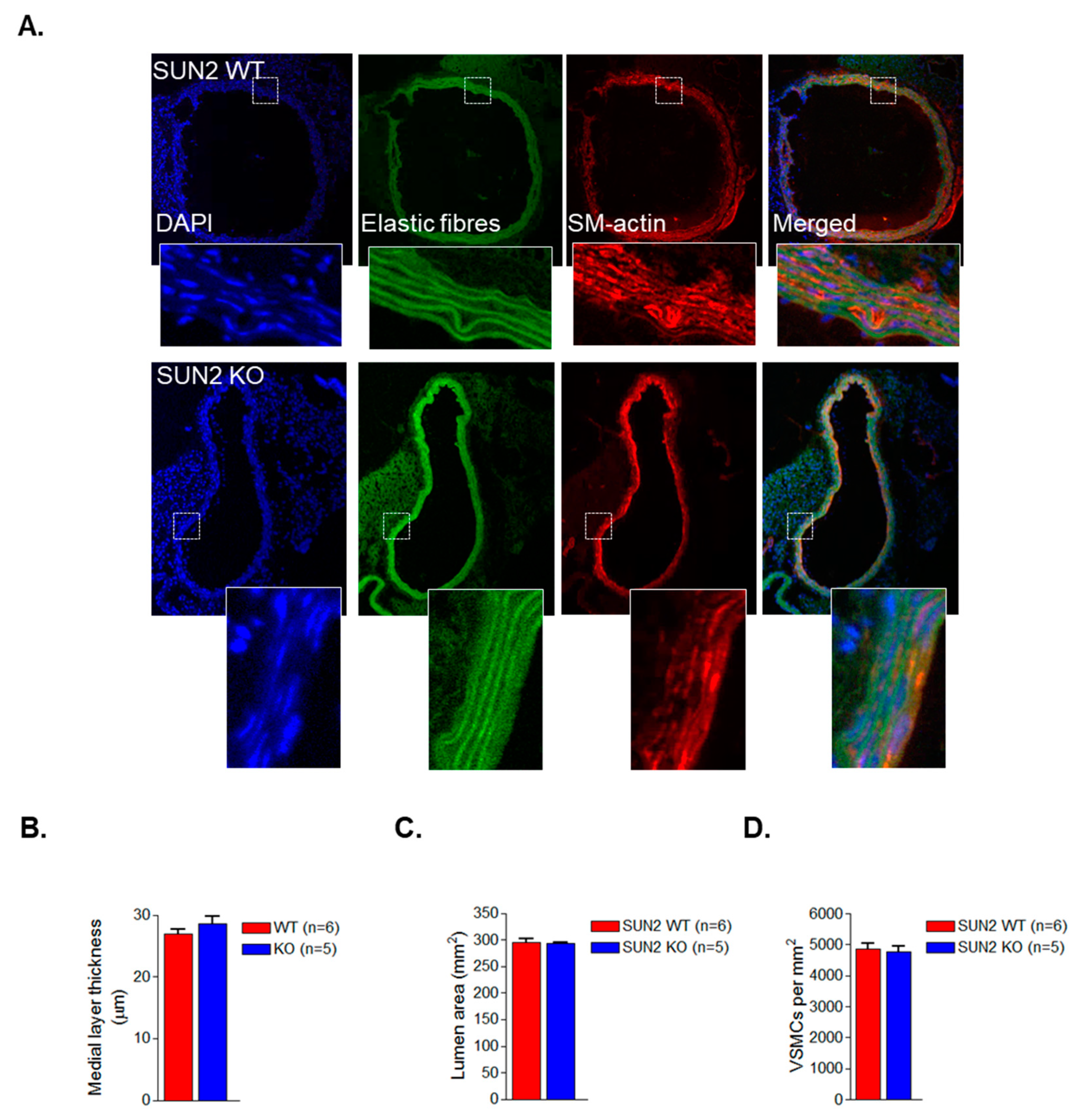 Cells 09 00132 g004 Cells 09 00132 g004