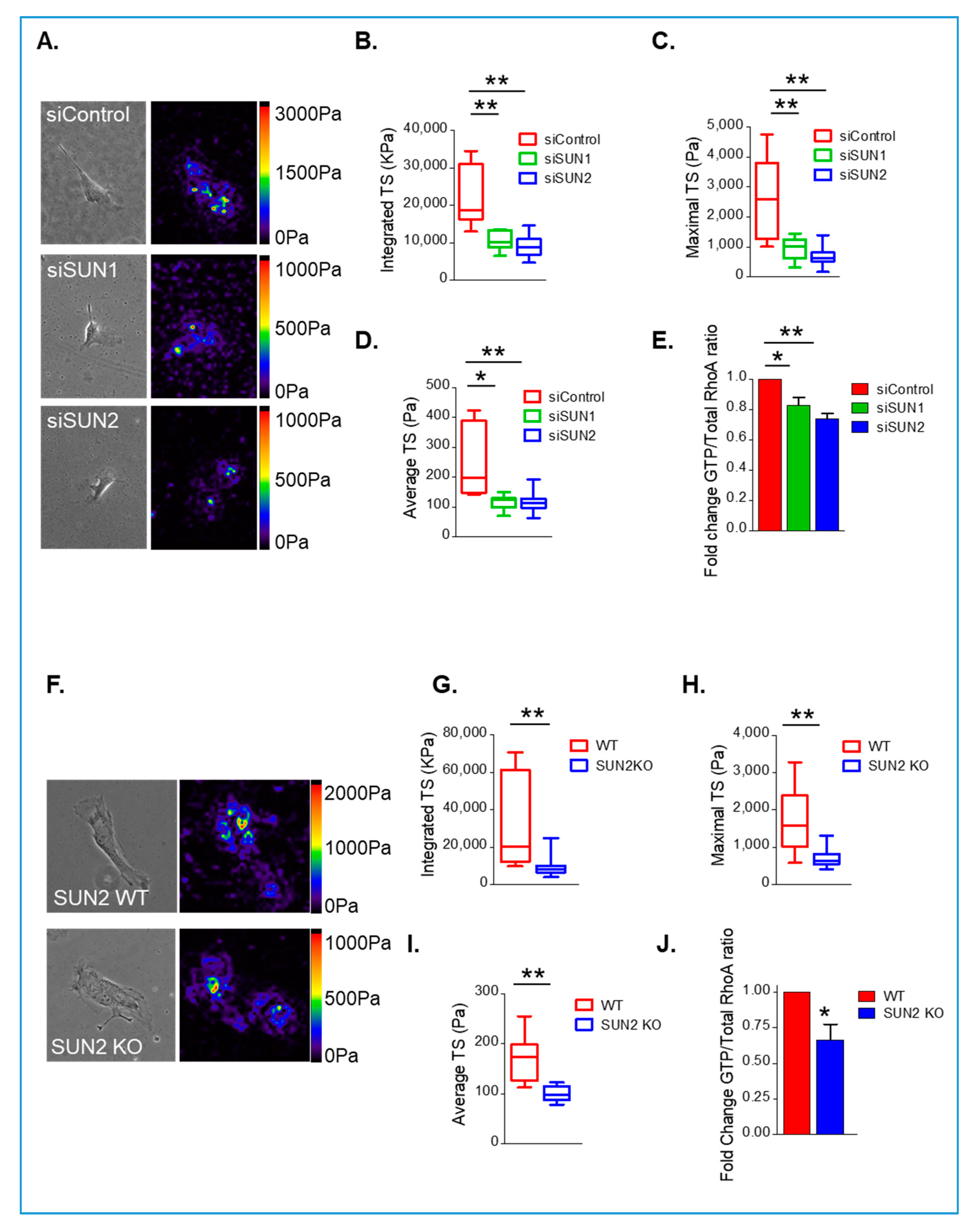 Cells 09 00132 g005 Cells 09 00132 g005