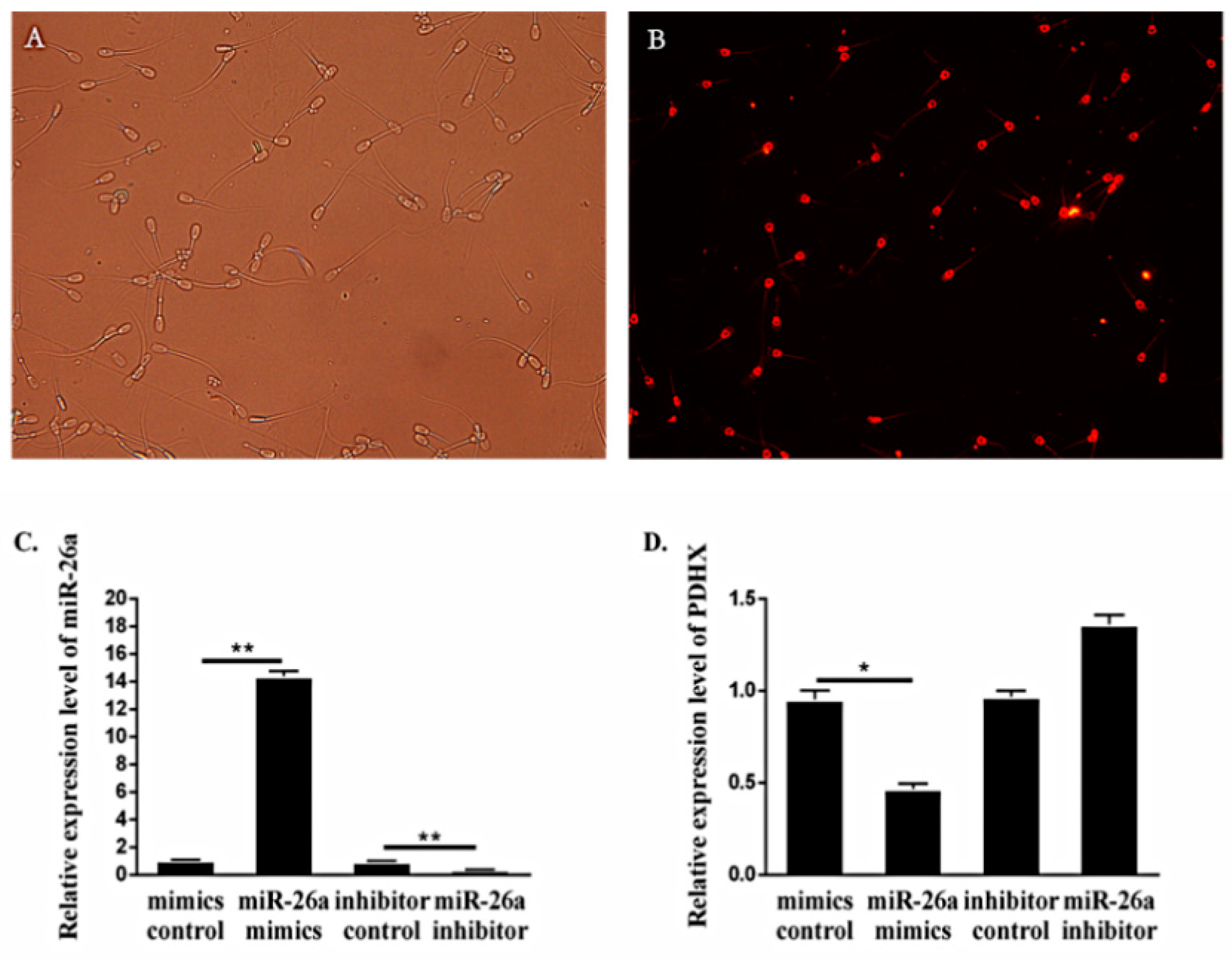 Cells 09 00146 g002