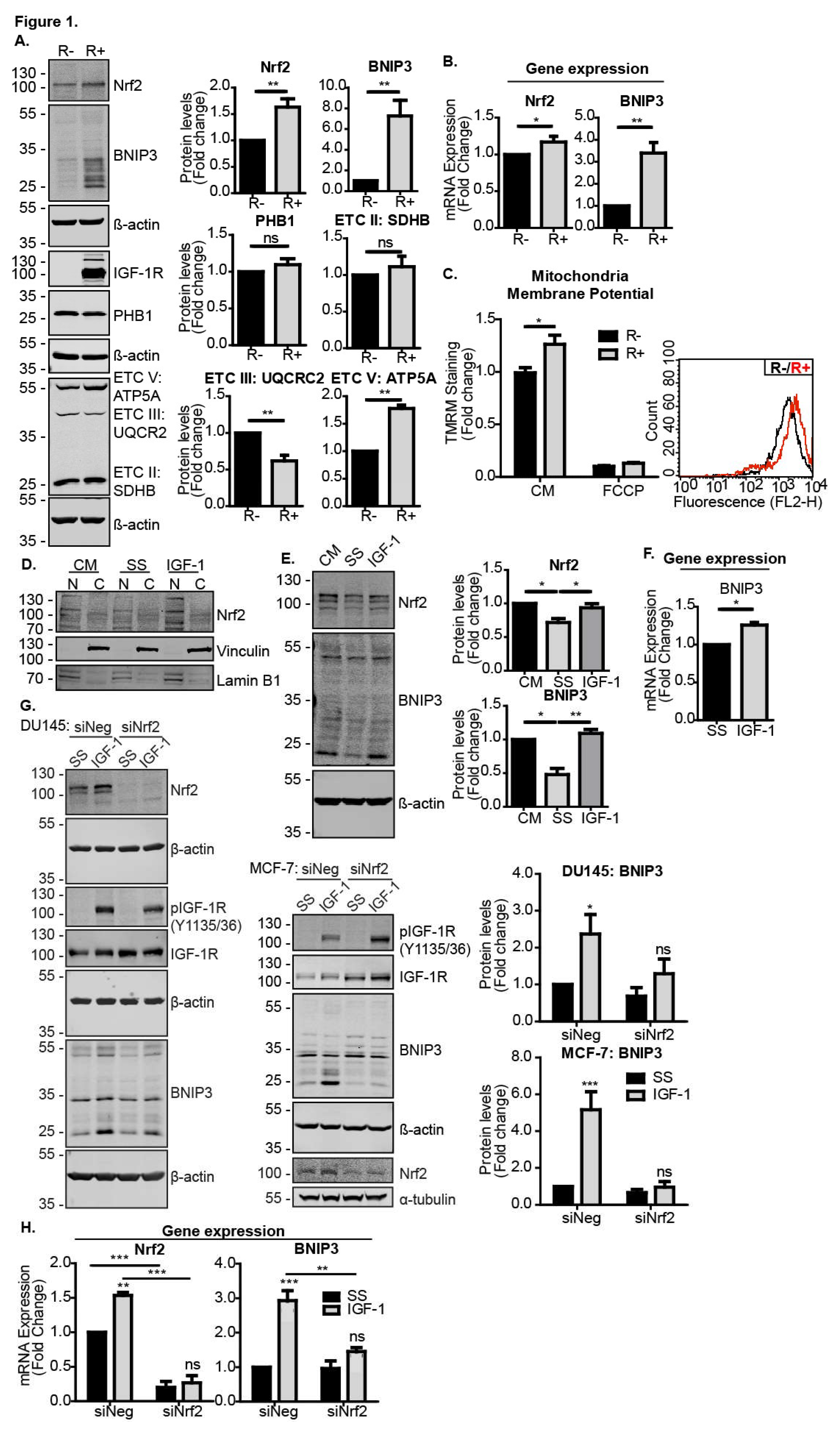 Cells 09 00147 g001 Cells 09 00147 g001