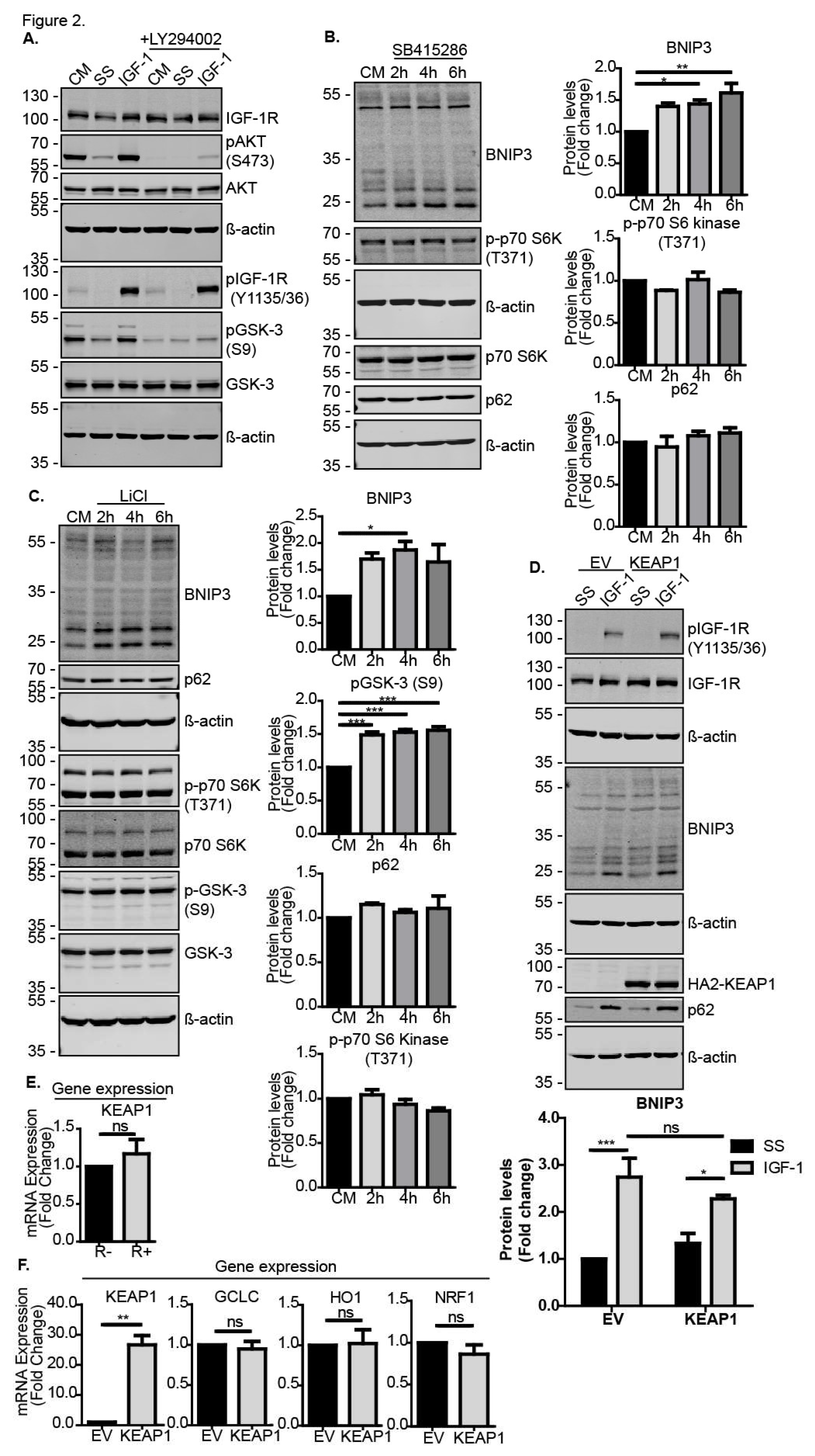 Cells 09 00147 g002 Cells 09 00147 g002