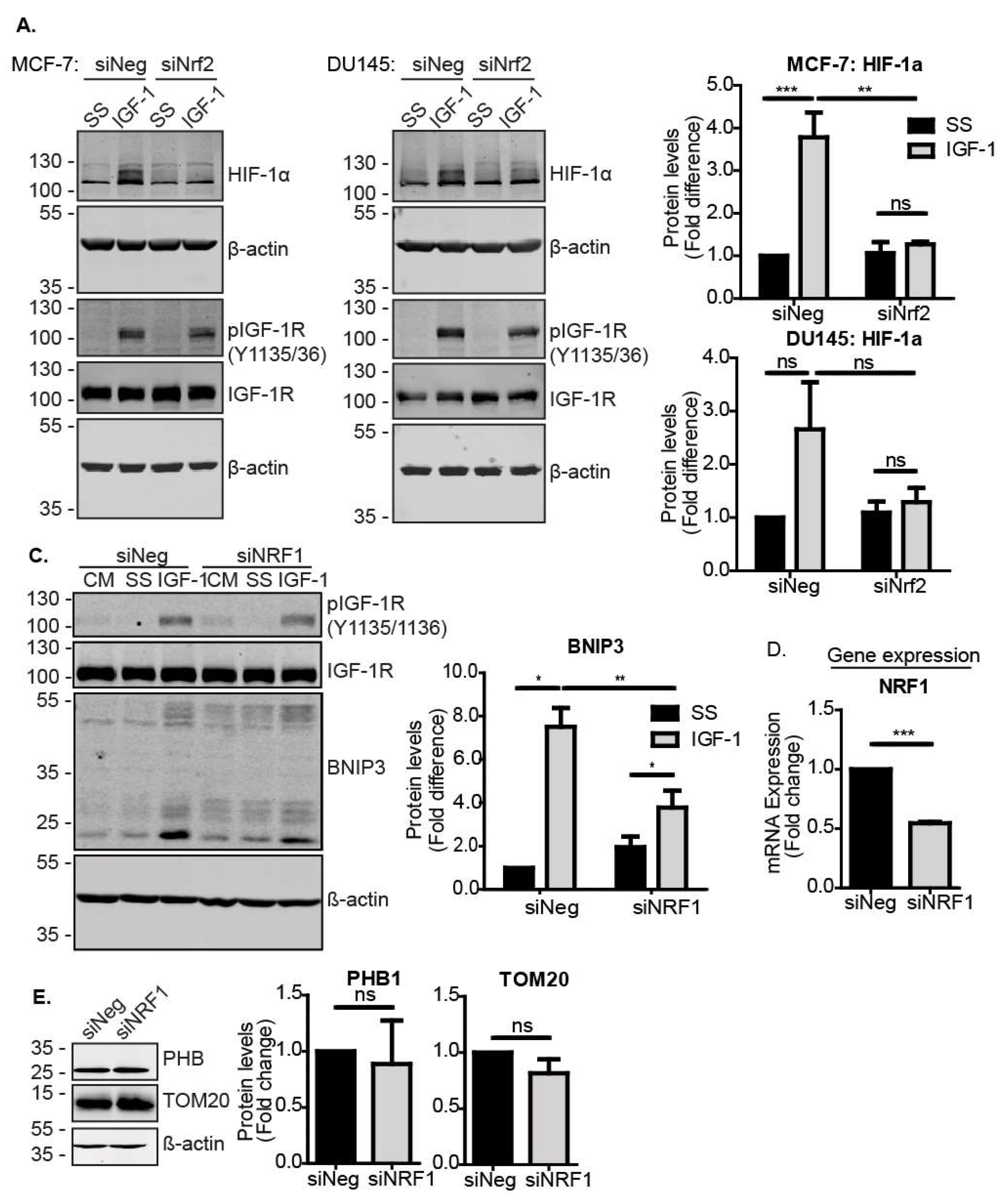 Cells 09 00147 g003 Cells 09 00147 g003