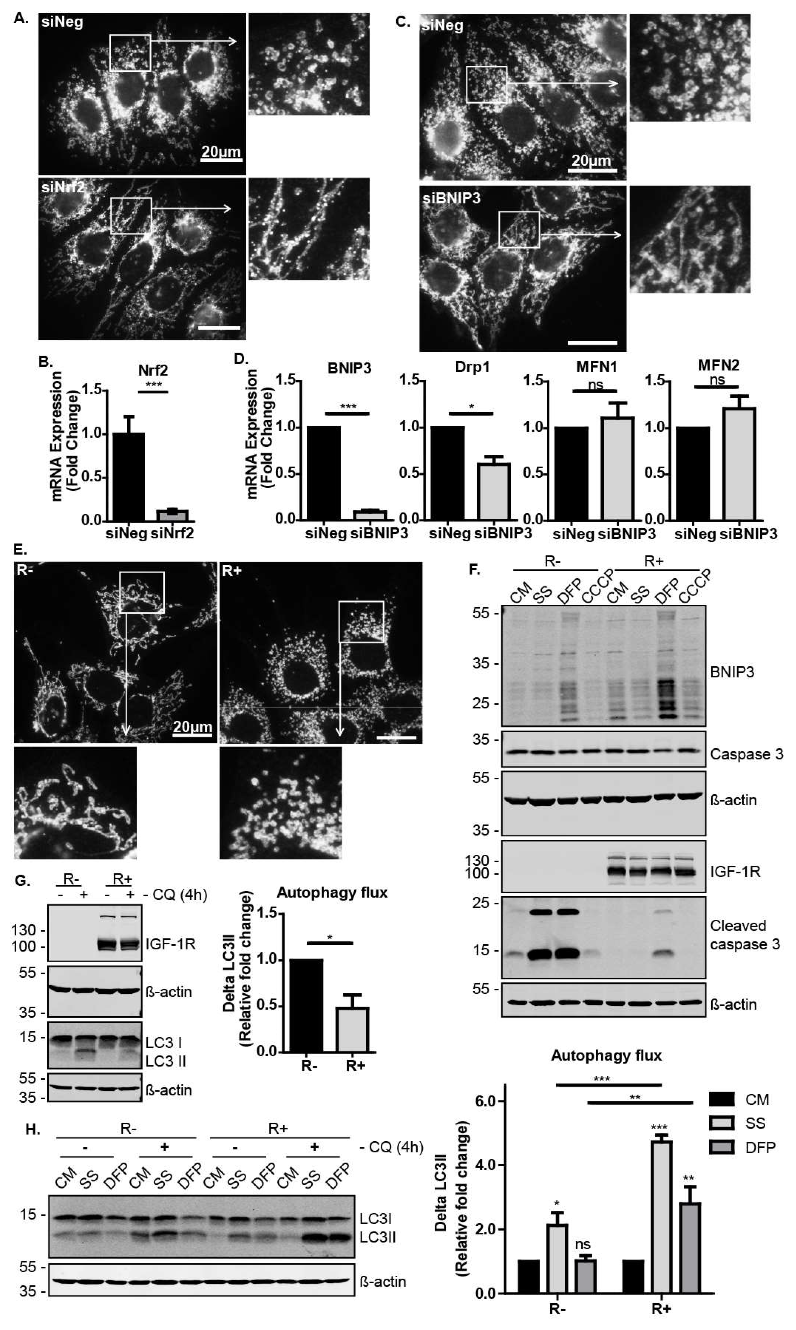 Cells 09 00147 g004 Cells 09 00147 g004