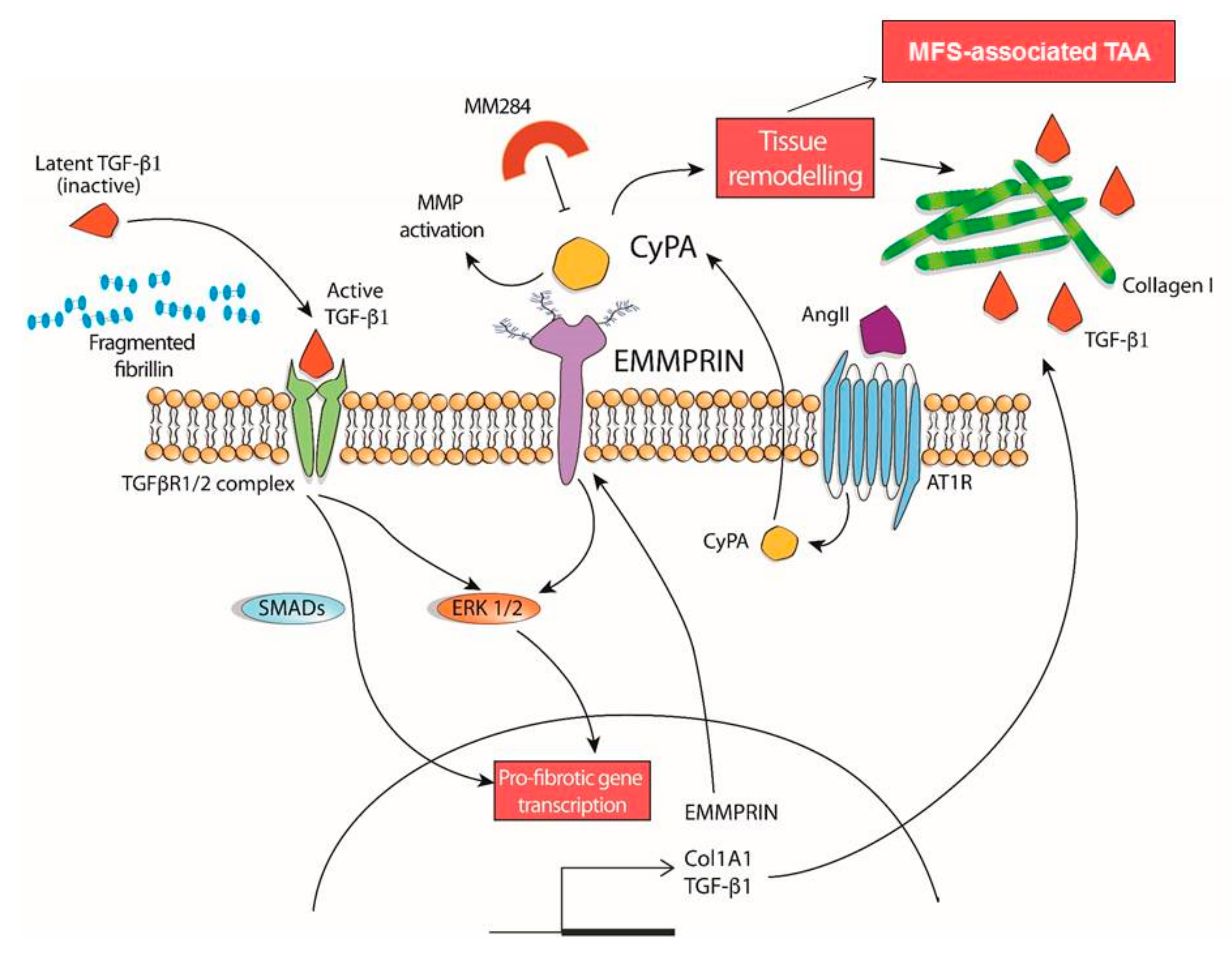 Cells 09 00154 g007 Cells 09 00154 g007