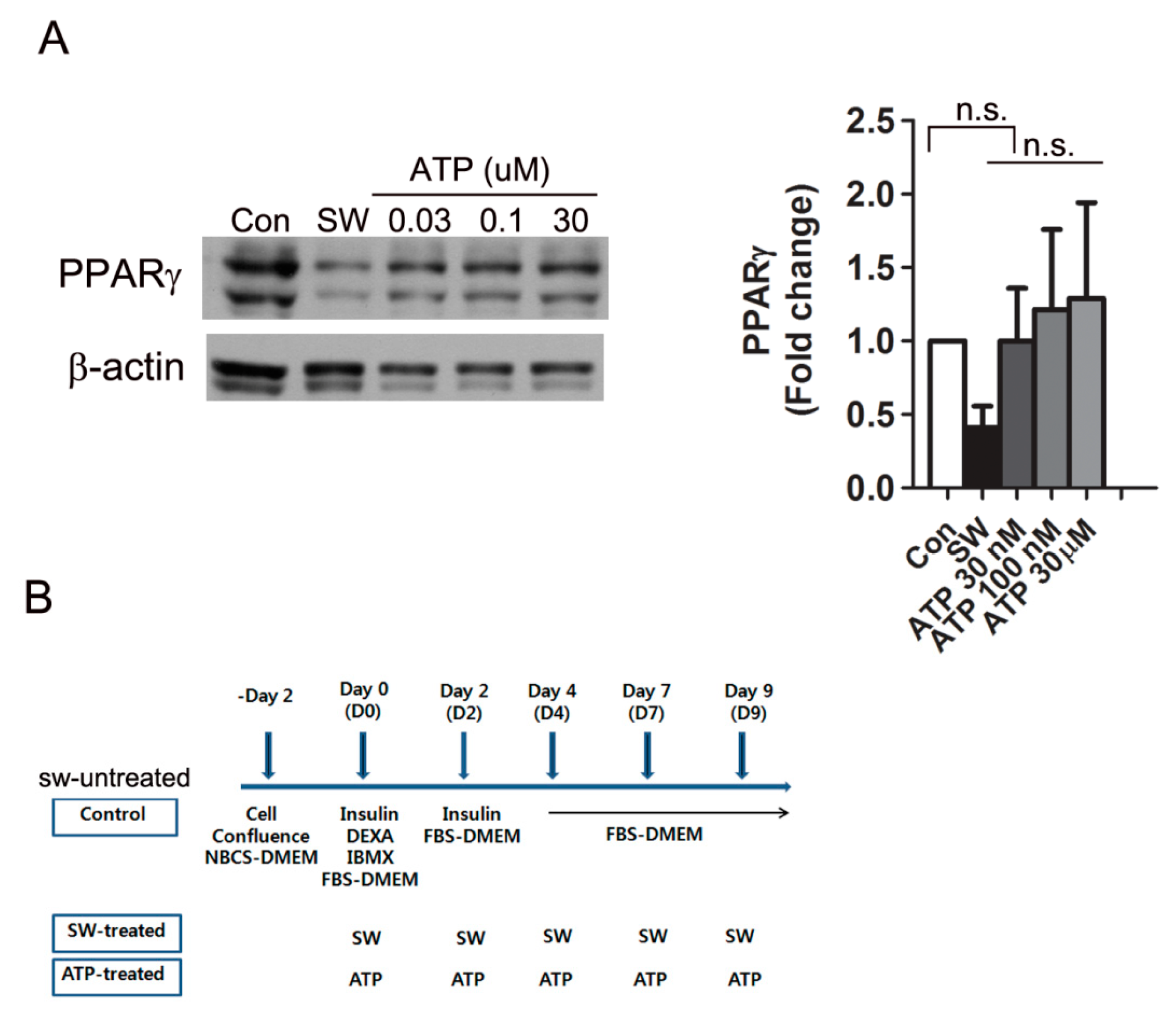 Cells 09 00166 g006 Cells 09 00166 g006