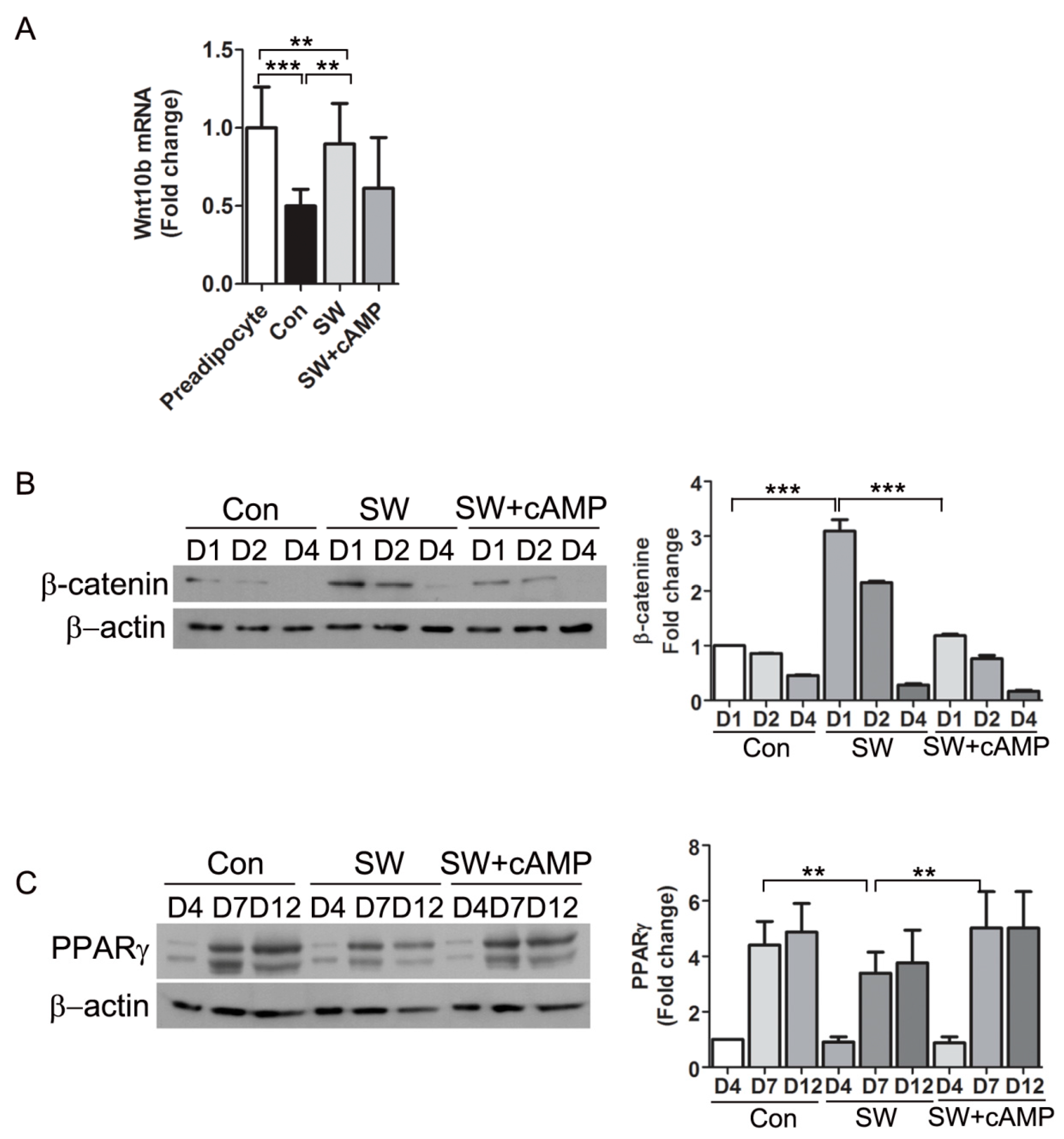 Cells 09 00166 g007 Cells 09 00166 g007