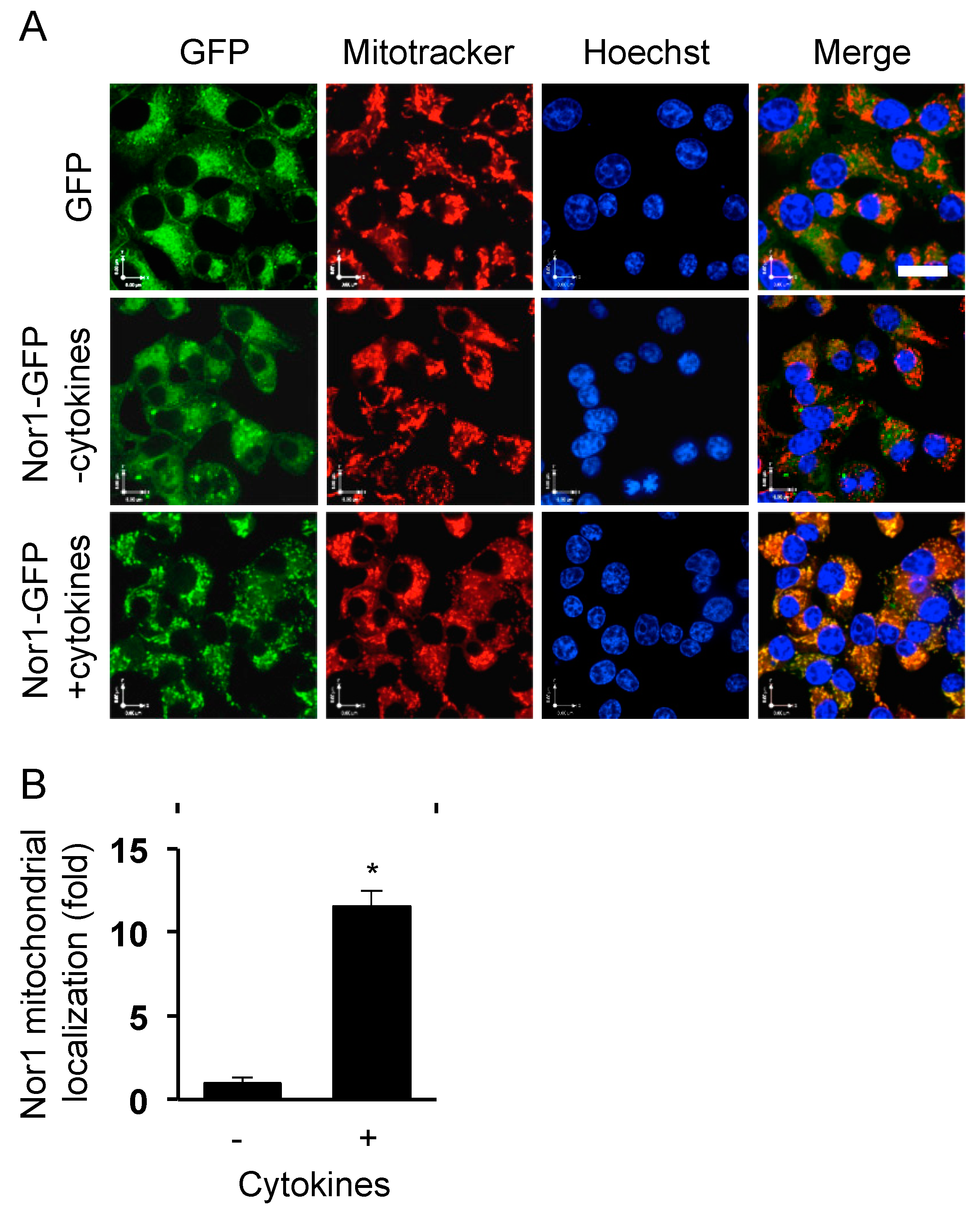 Cells 09 00168 g001 Cells 09 00168 g001