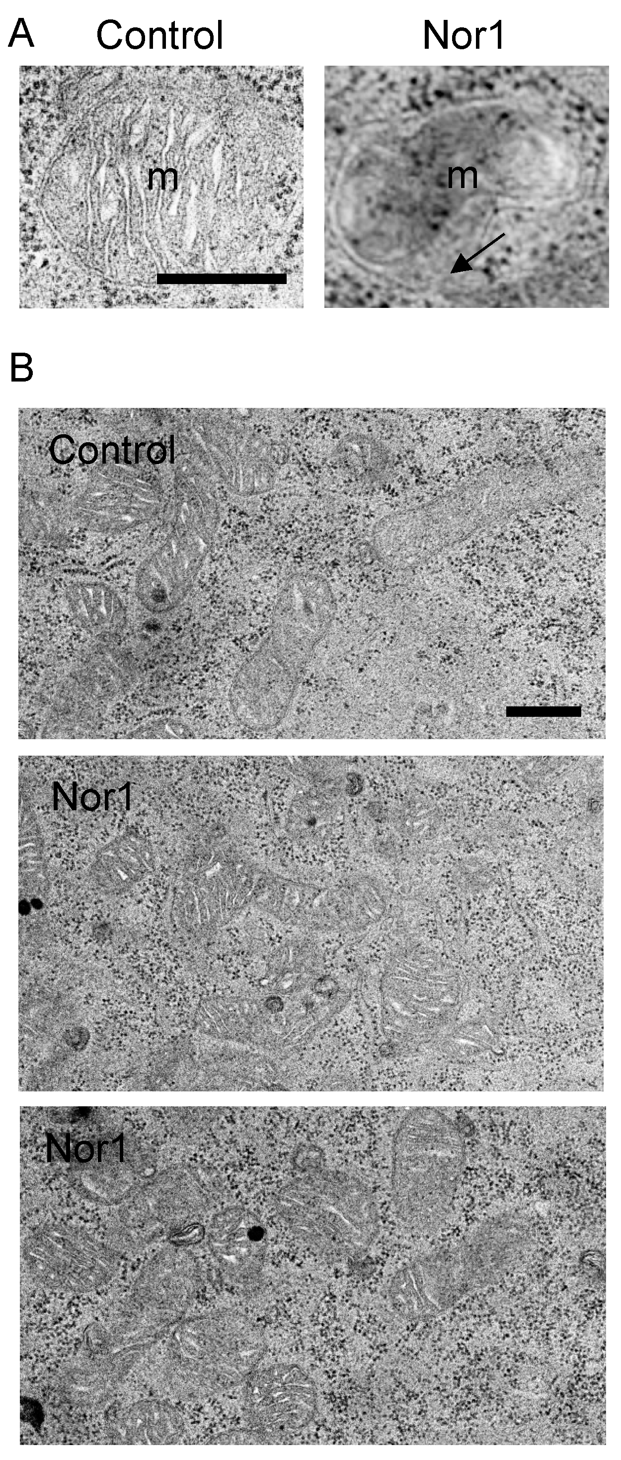 Cells 09 00168 g003 Cells 09 00168 g003